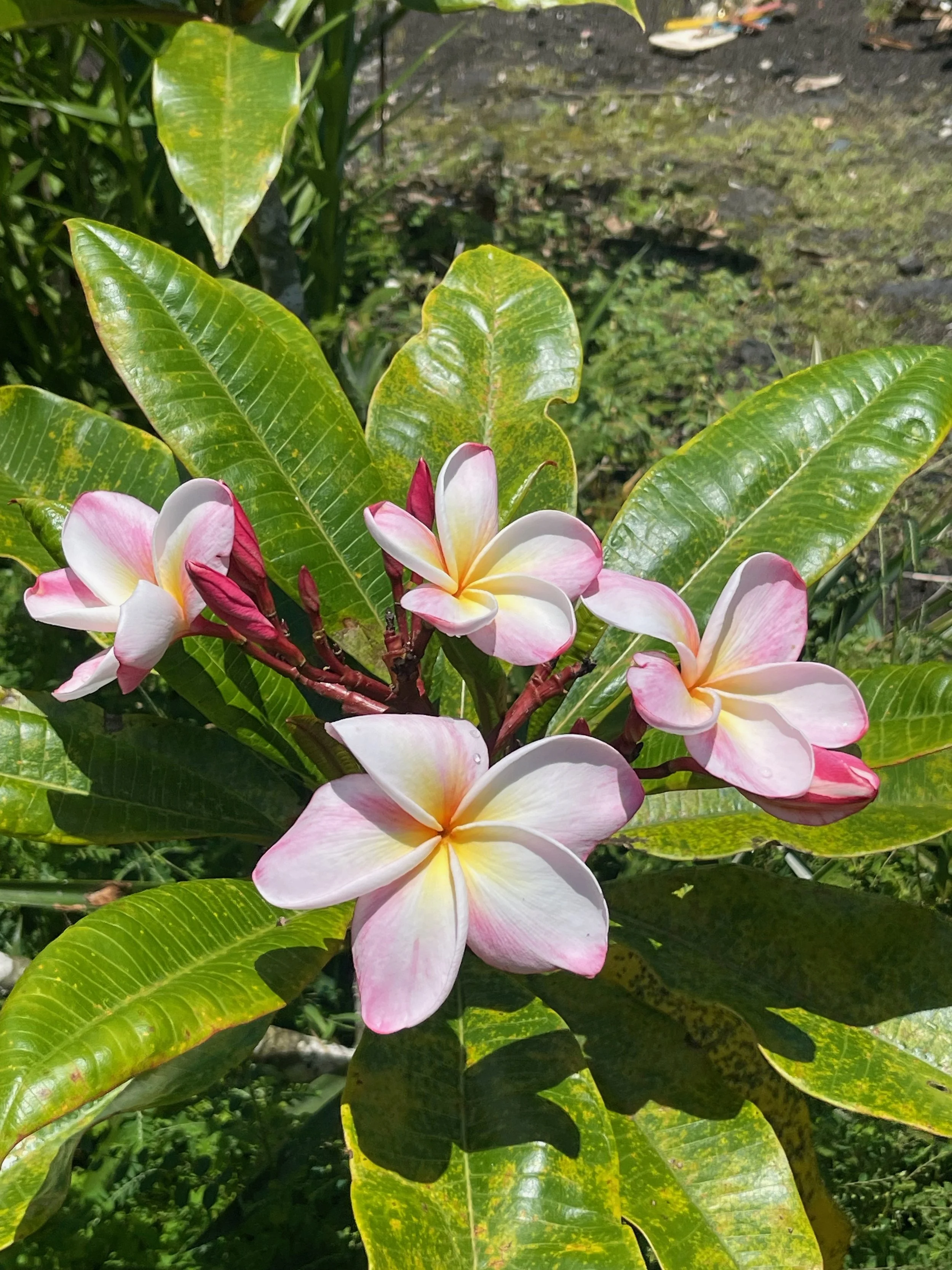 Plumeria 'Joy'.jpeg
