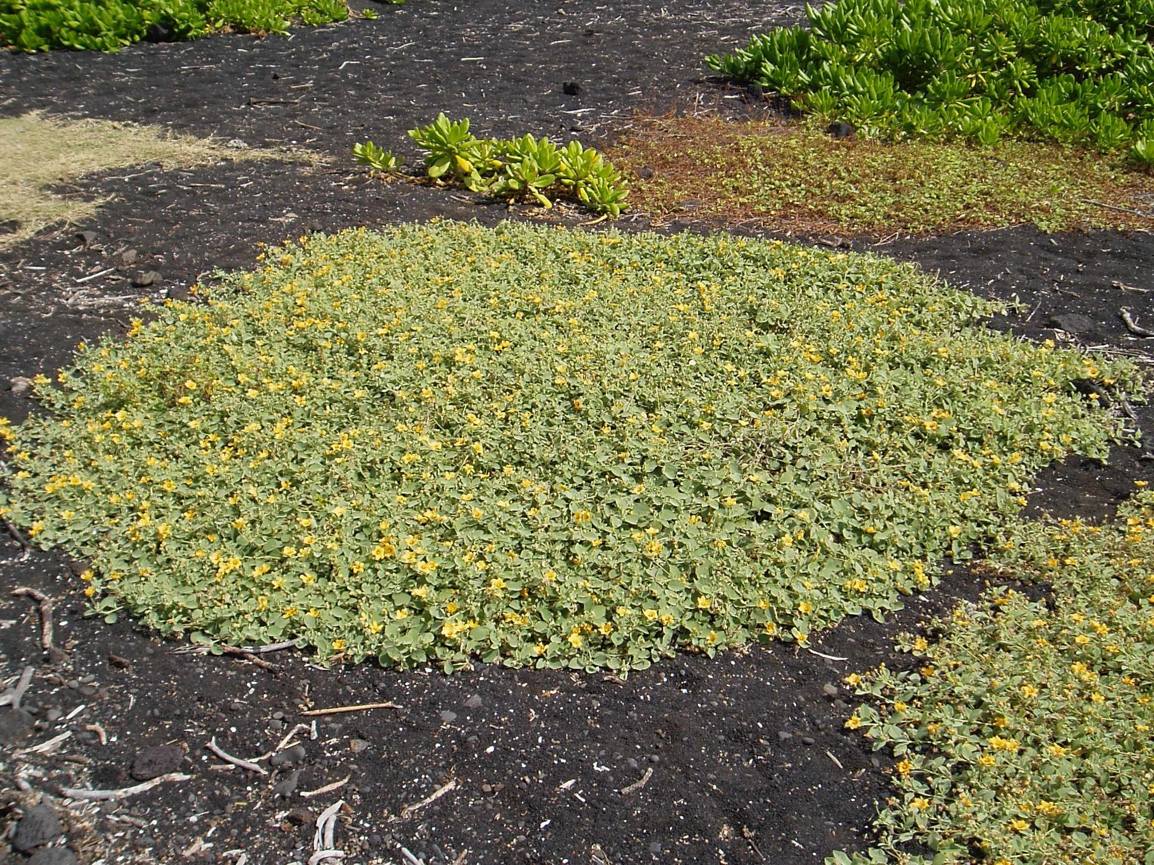 Sida fallax prostrata — Vintage Green Farms with Tom Piergrossi