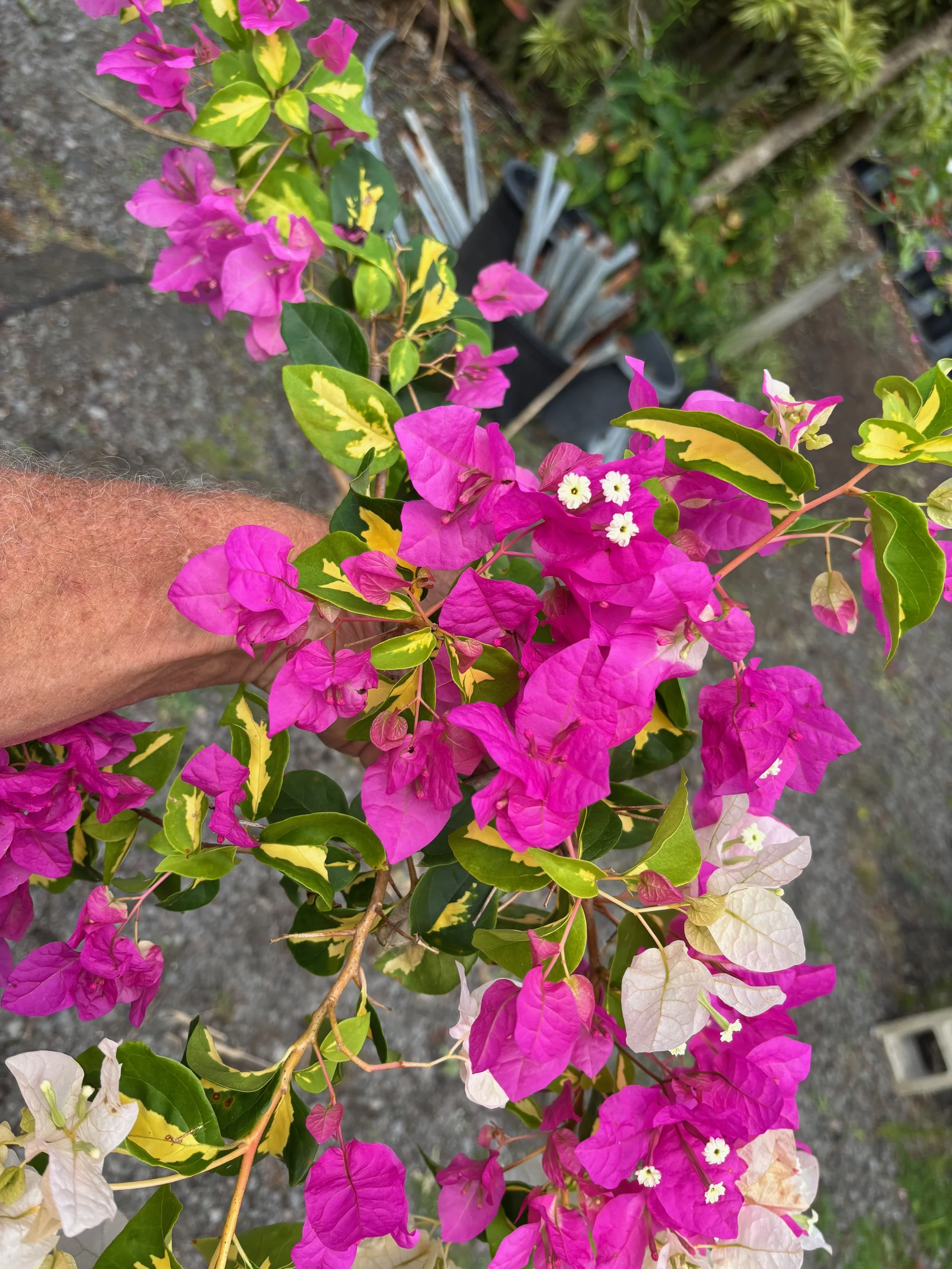 Bougainvillea 'Mary Palmer's Enchantment Var.'.jpeg
