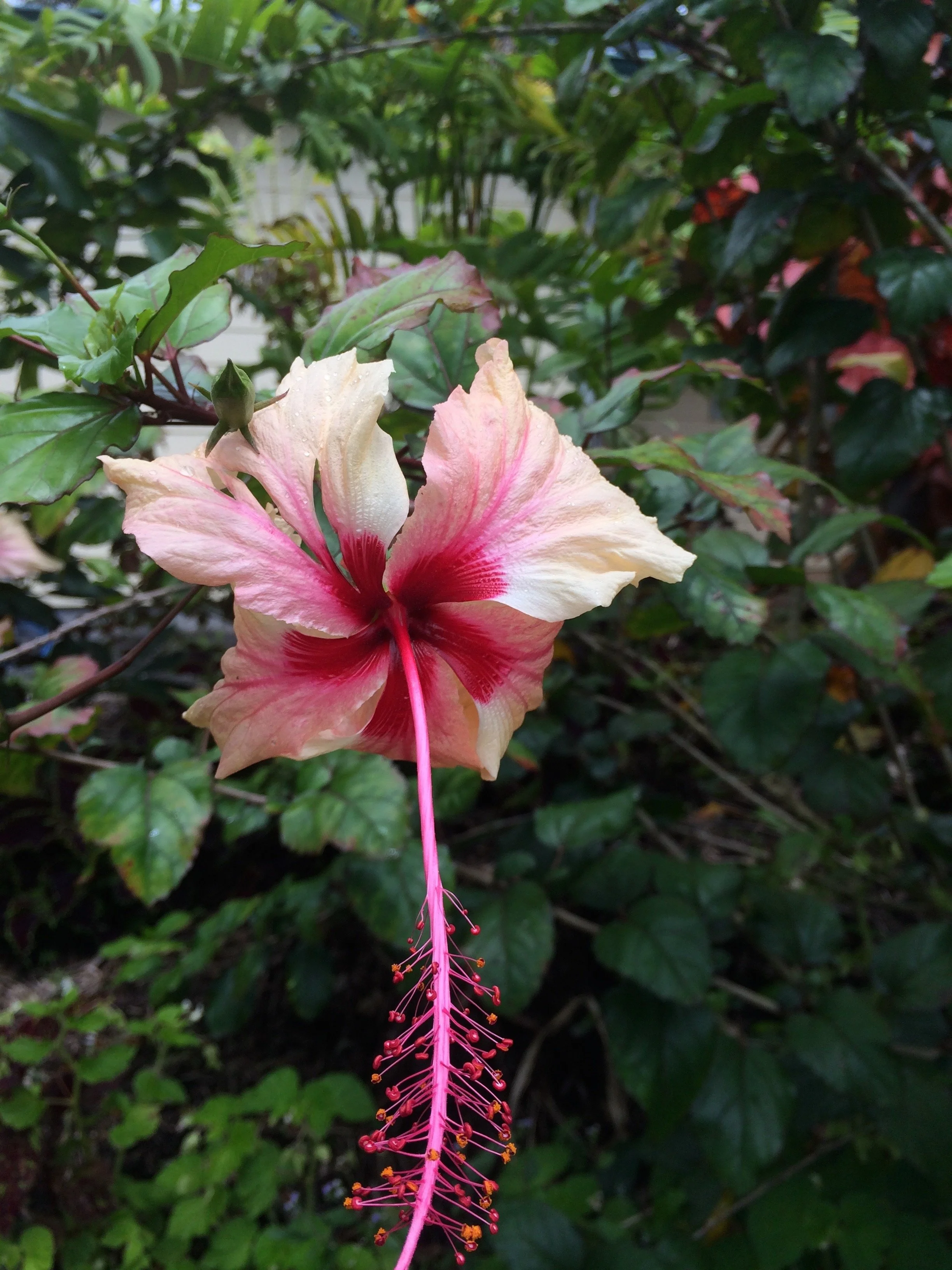 Hibiscus rosa-sinensis ‘Rowena’s Wedding’.jpeg