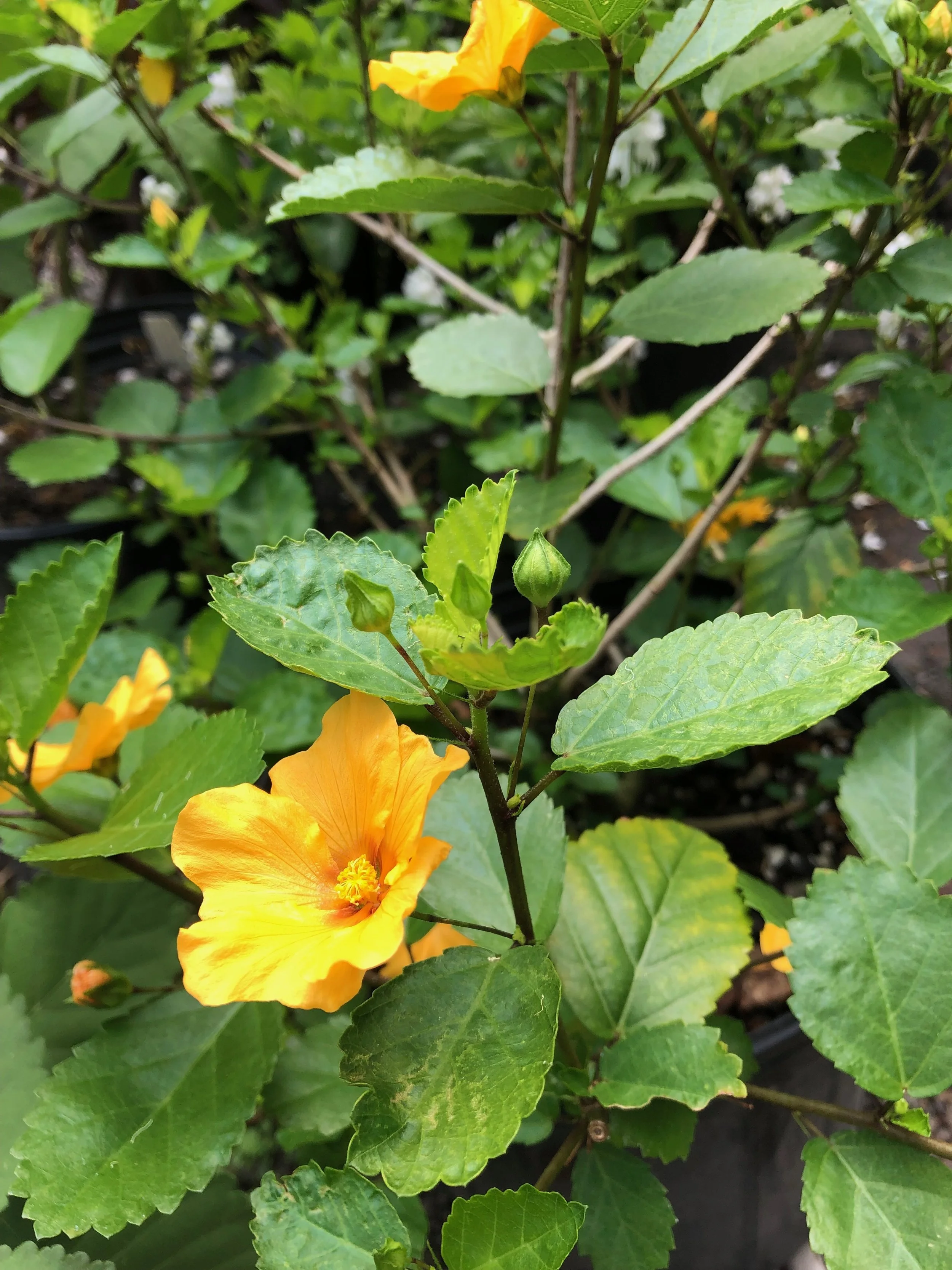 Sida fallax ‘Black Coral’ (1).jpeg