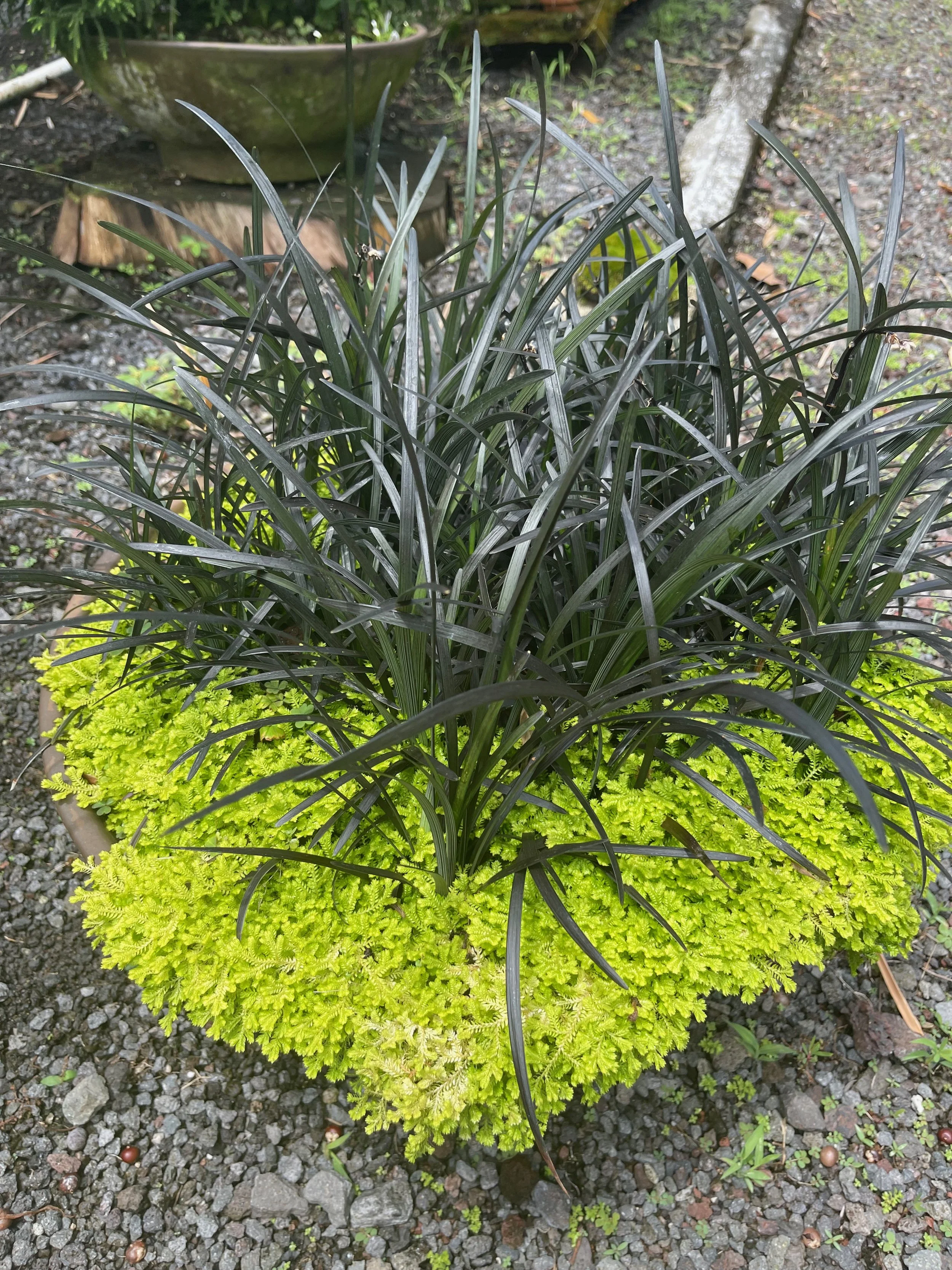 Ophiopogon planiscapus nigrescens, Black Mondo Grass with Golden Selaginella