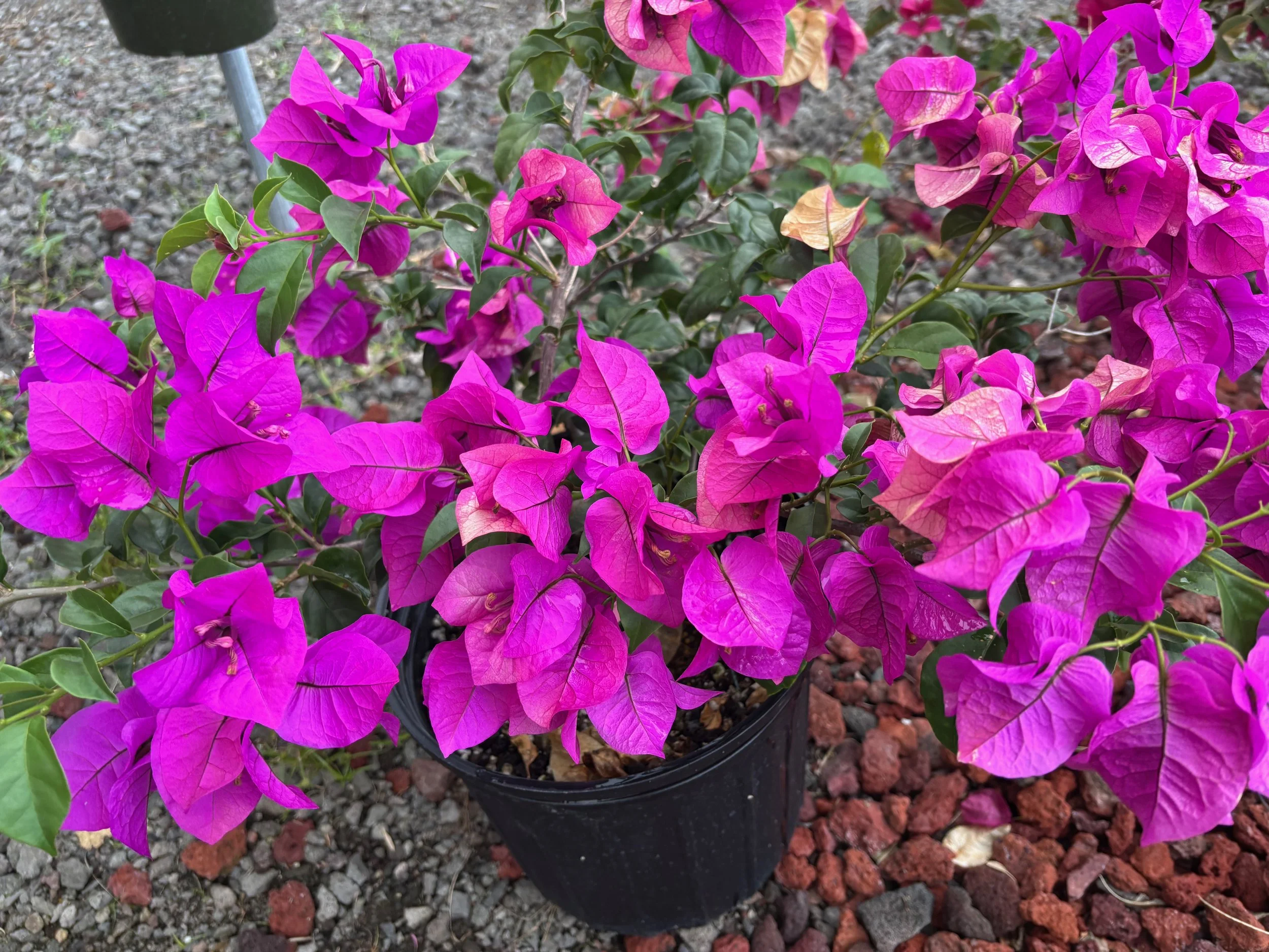 Bougainvillea 'Elizabeth Angus' (Dark Purple) (2).jpeg