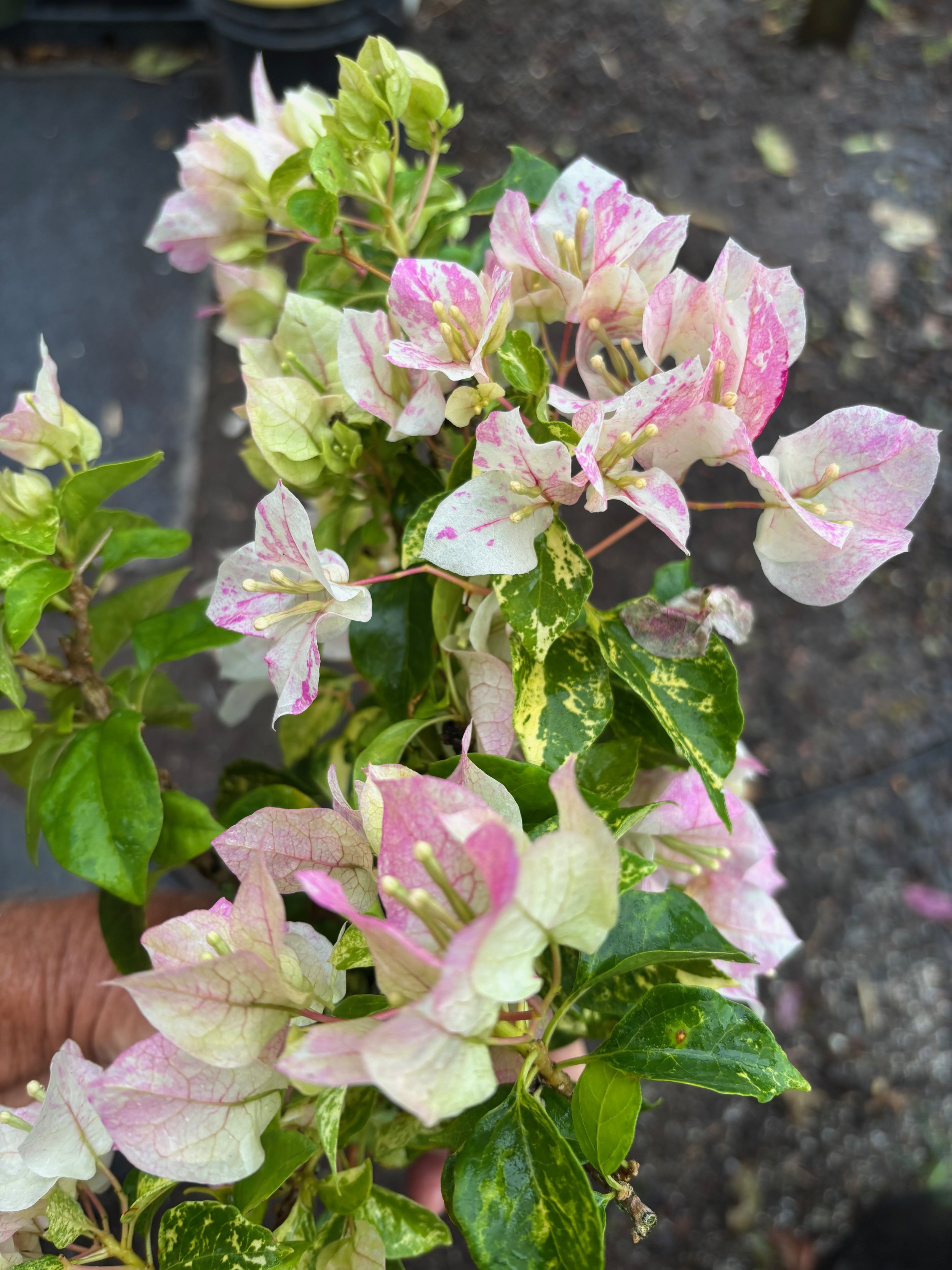 Bougainvillea 'Sunstone White' (2).jpeg