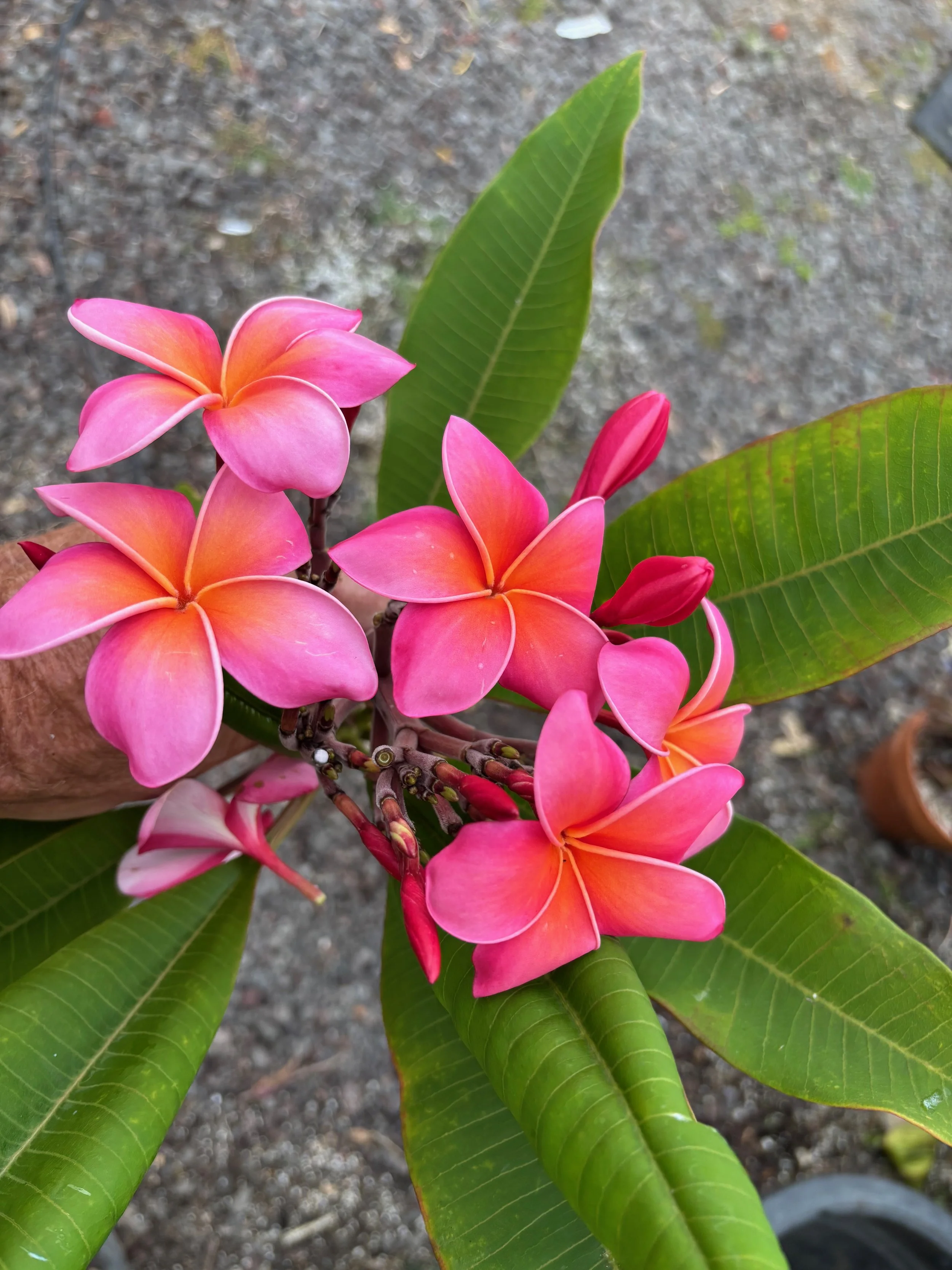 Plumeria rubra 'Kaneohe Sunburst' (1).jpeg