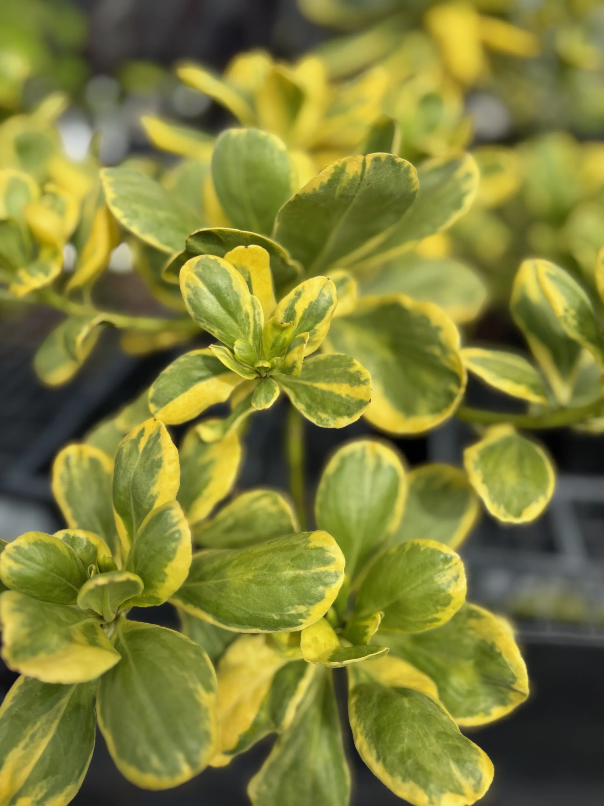 Scaevola sericea variegata 'Magic Sands' (4).jpeg
