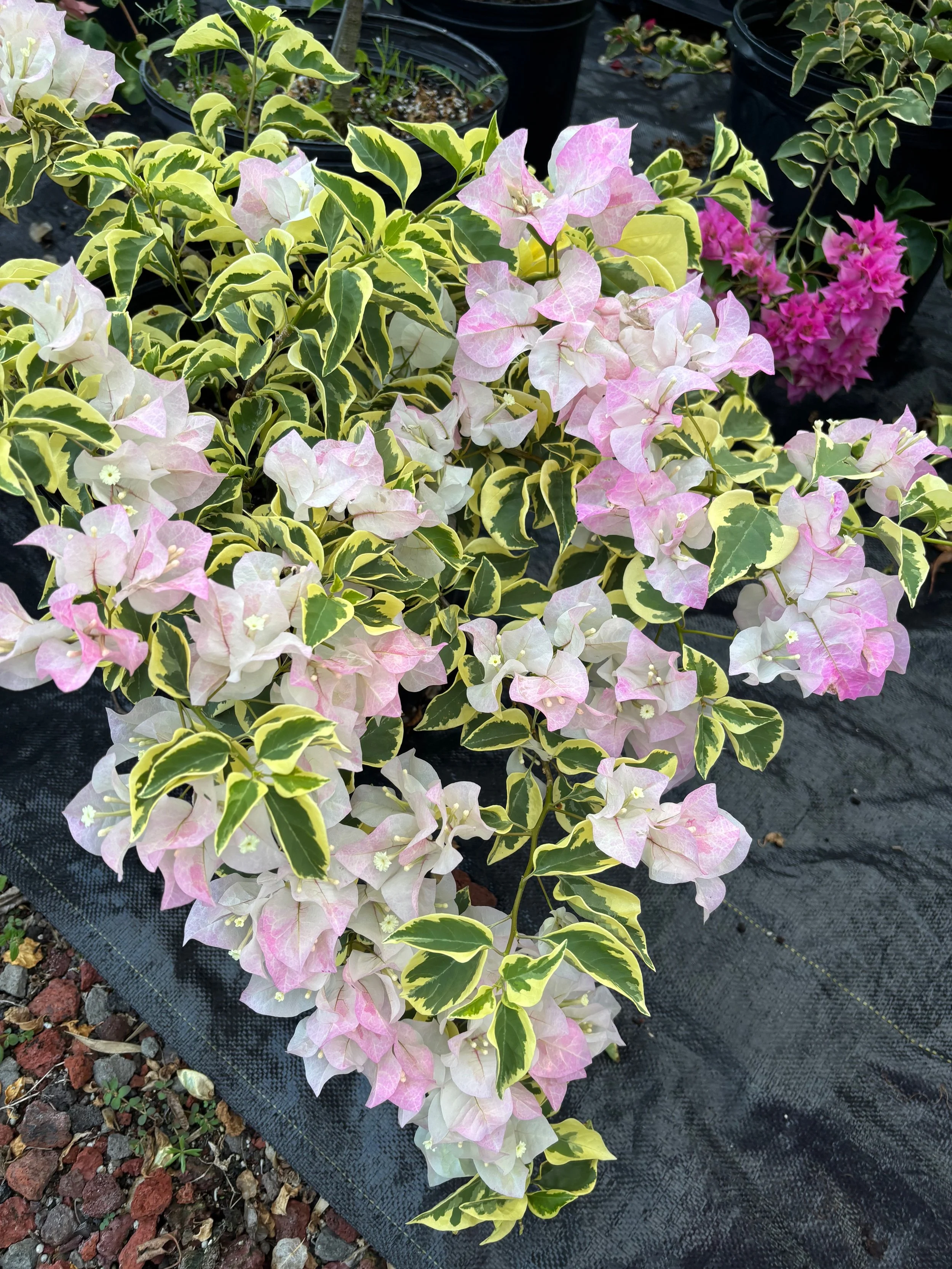 Bougainvillea (Variegated Blush) 'Imperial Thai Delight'.jpeg