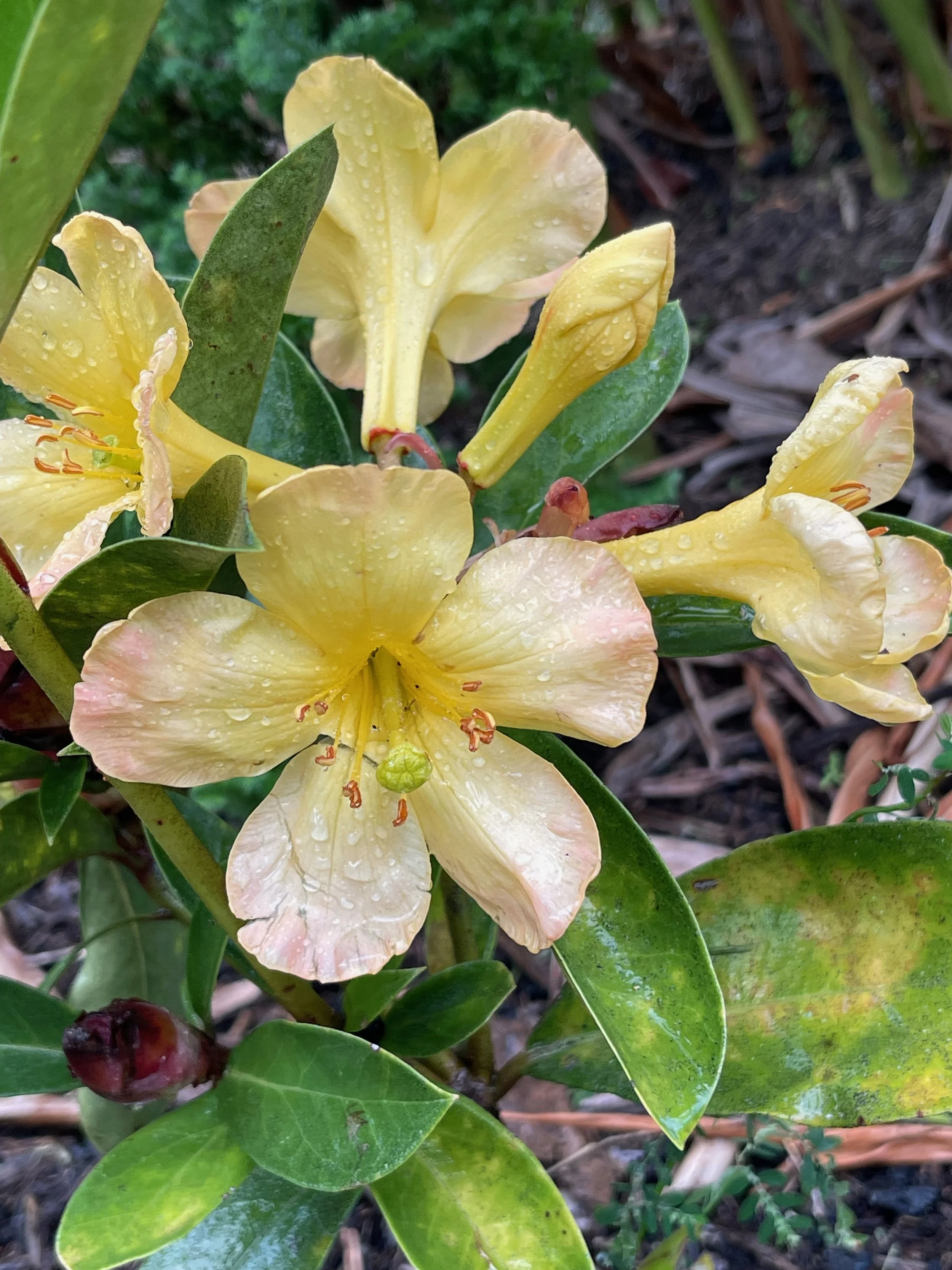 Rhododendron vireya 'Harry Wu' (4).jpeg