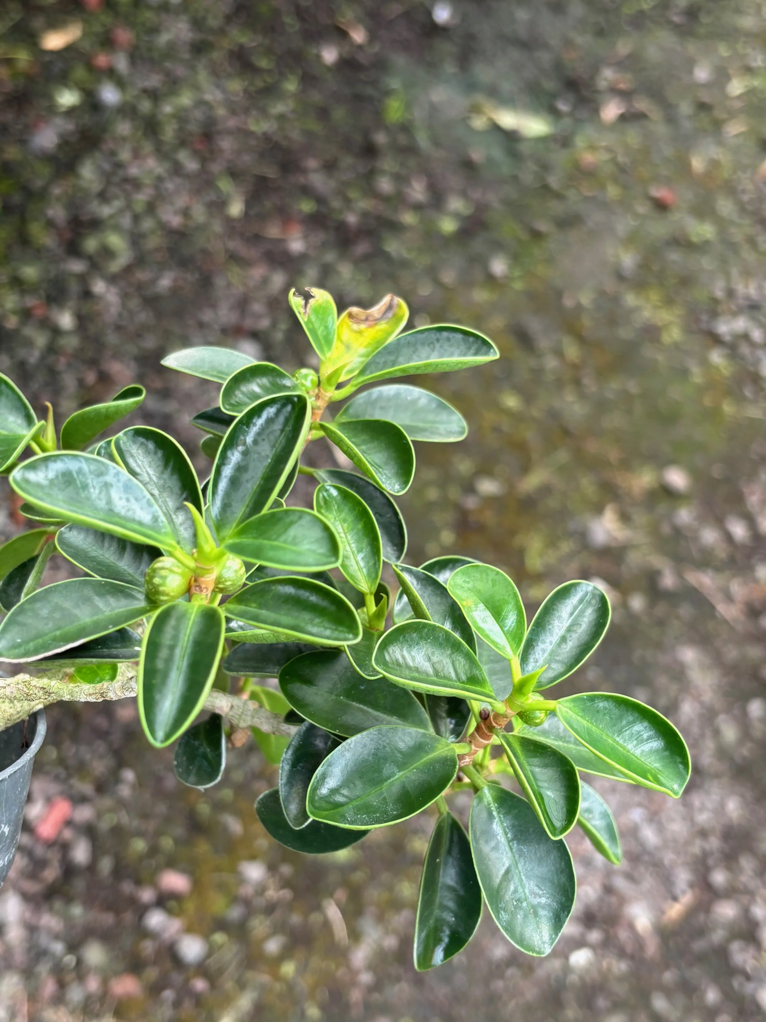 Ficus microcarpa 'Mini Cupleaf' (1).jpeg