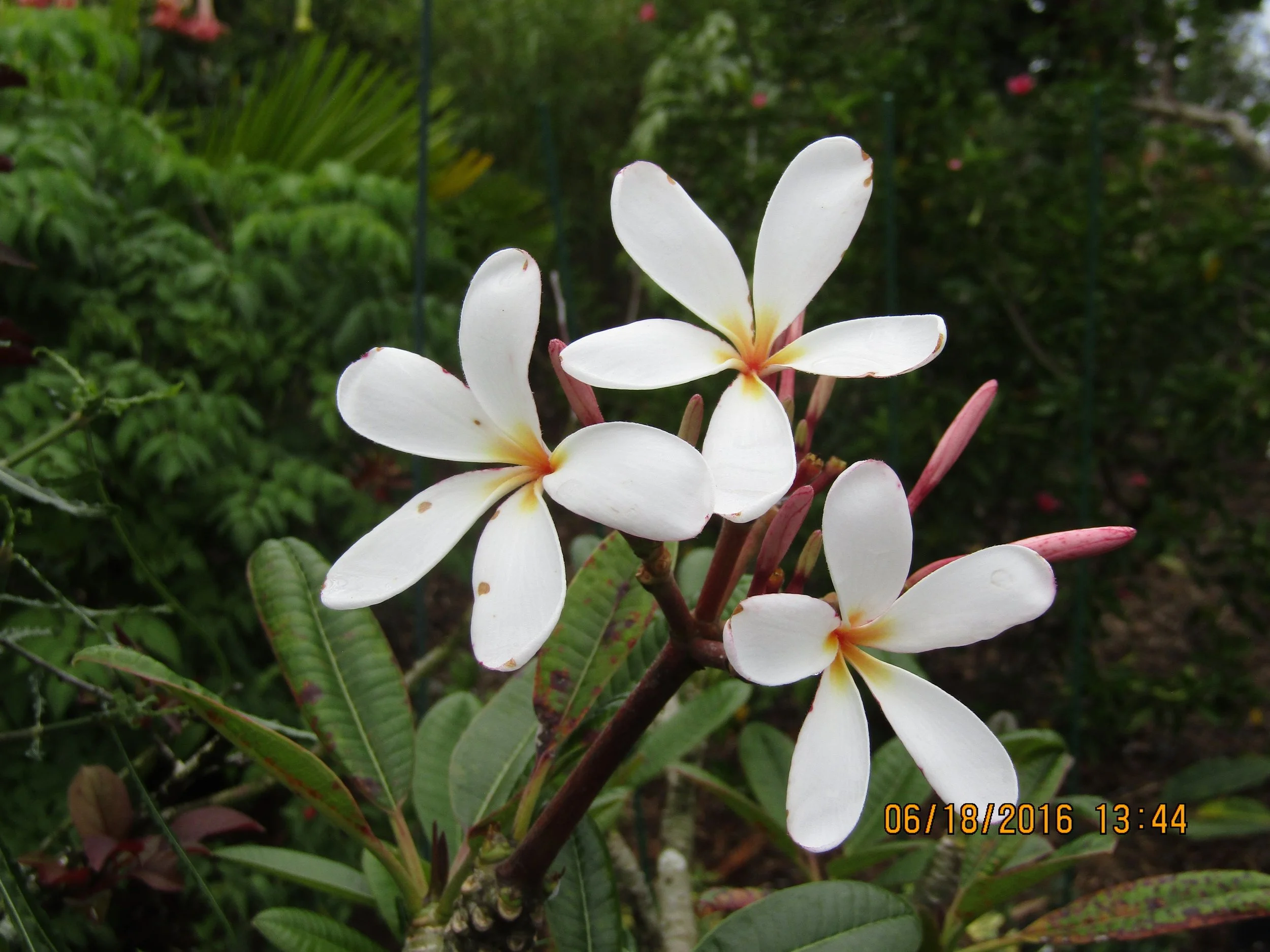 Plumeria obtusa 'Dwarf Singapore Pink' (4).jpeg