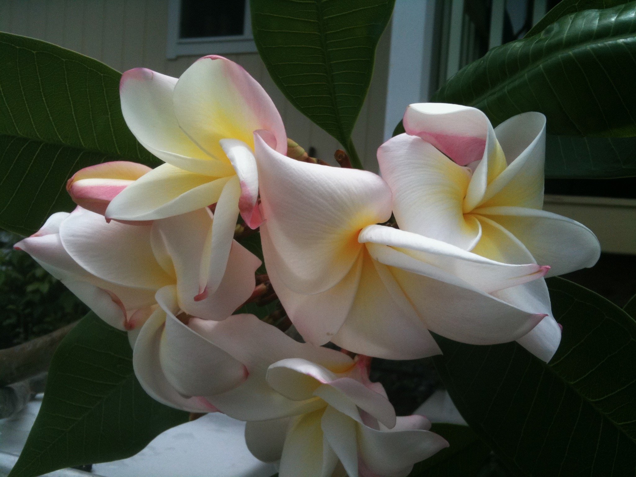 plumeria_daisy_wilcox (2).jpeg