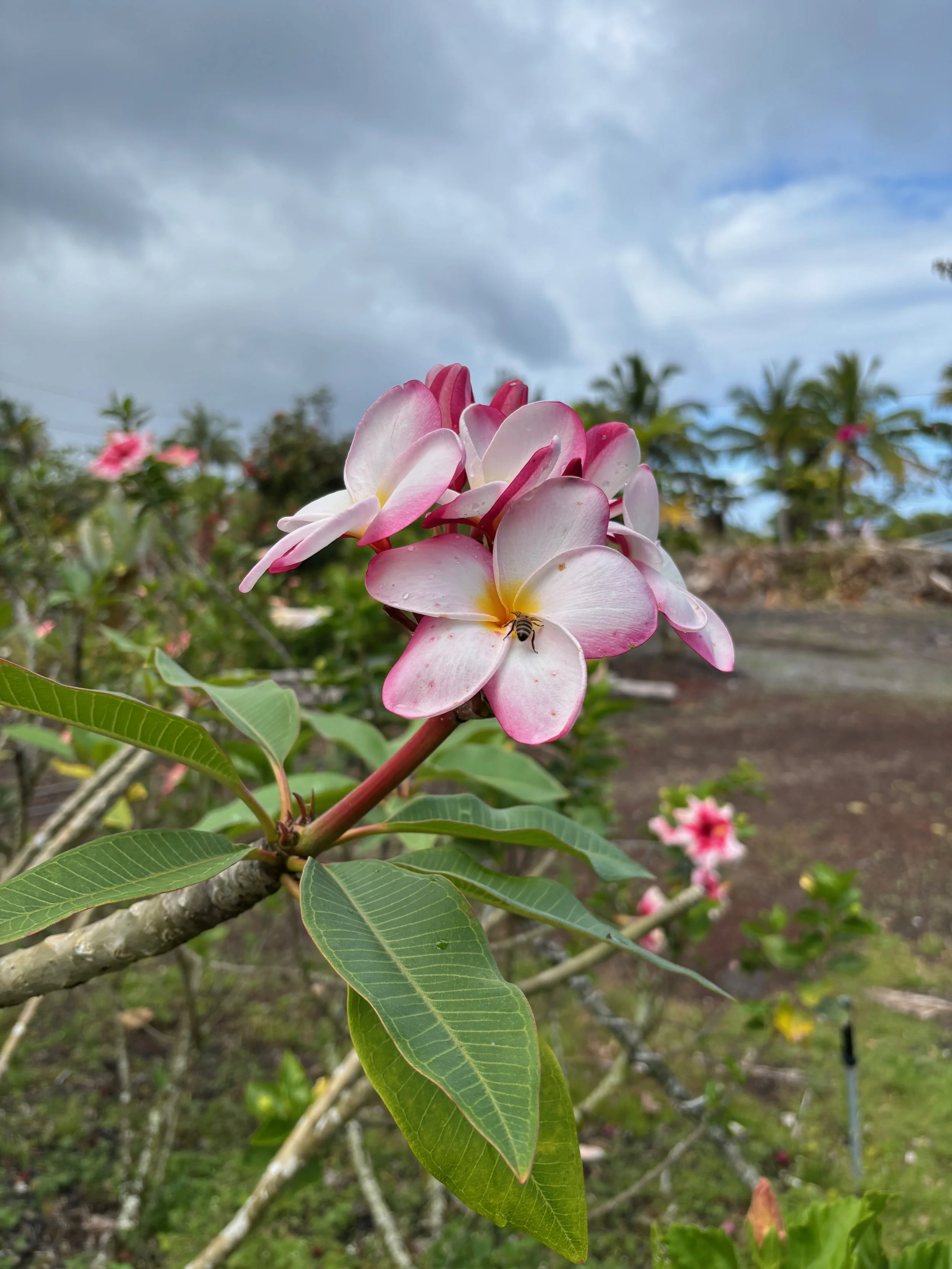 Plumeria rubra 'Linda Gail' (2).jpeg