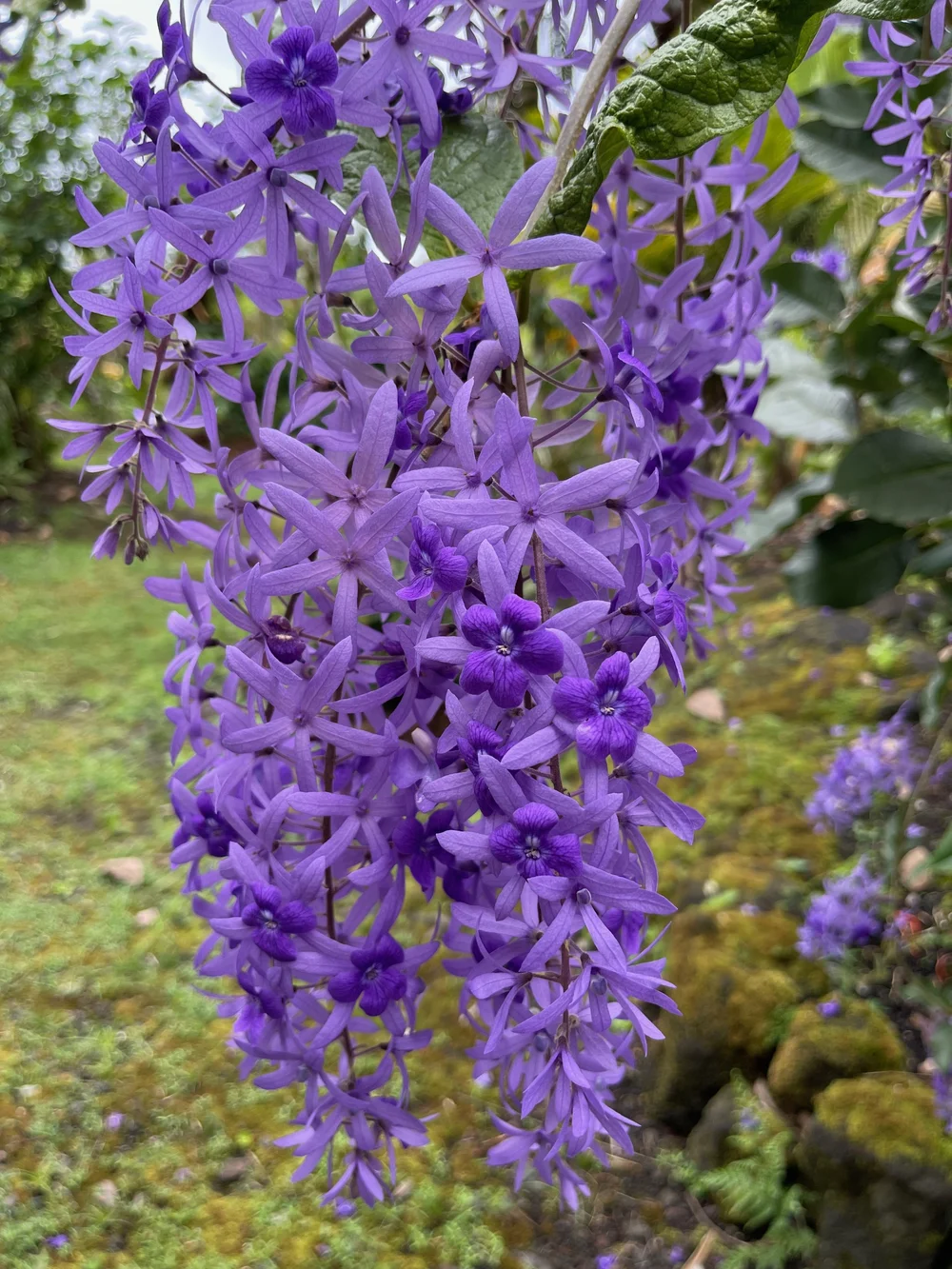 autograph plants Clusia rosea  Autograph Tree  Santhi Online Plants