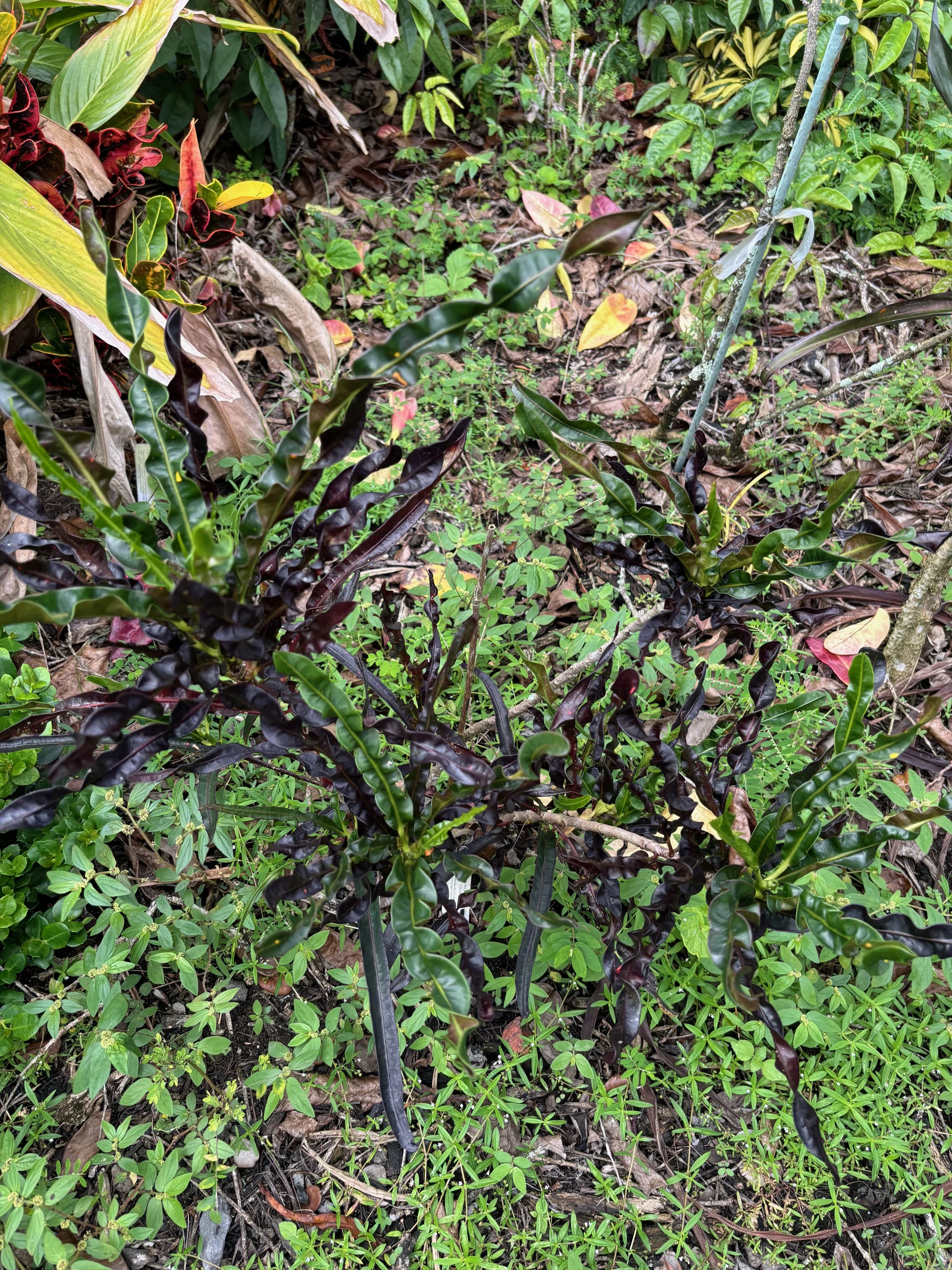 Codiaeum 'Black Beauty' (1).jpeg