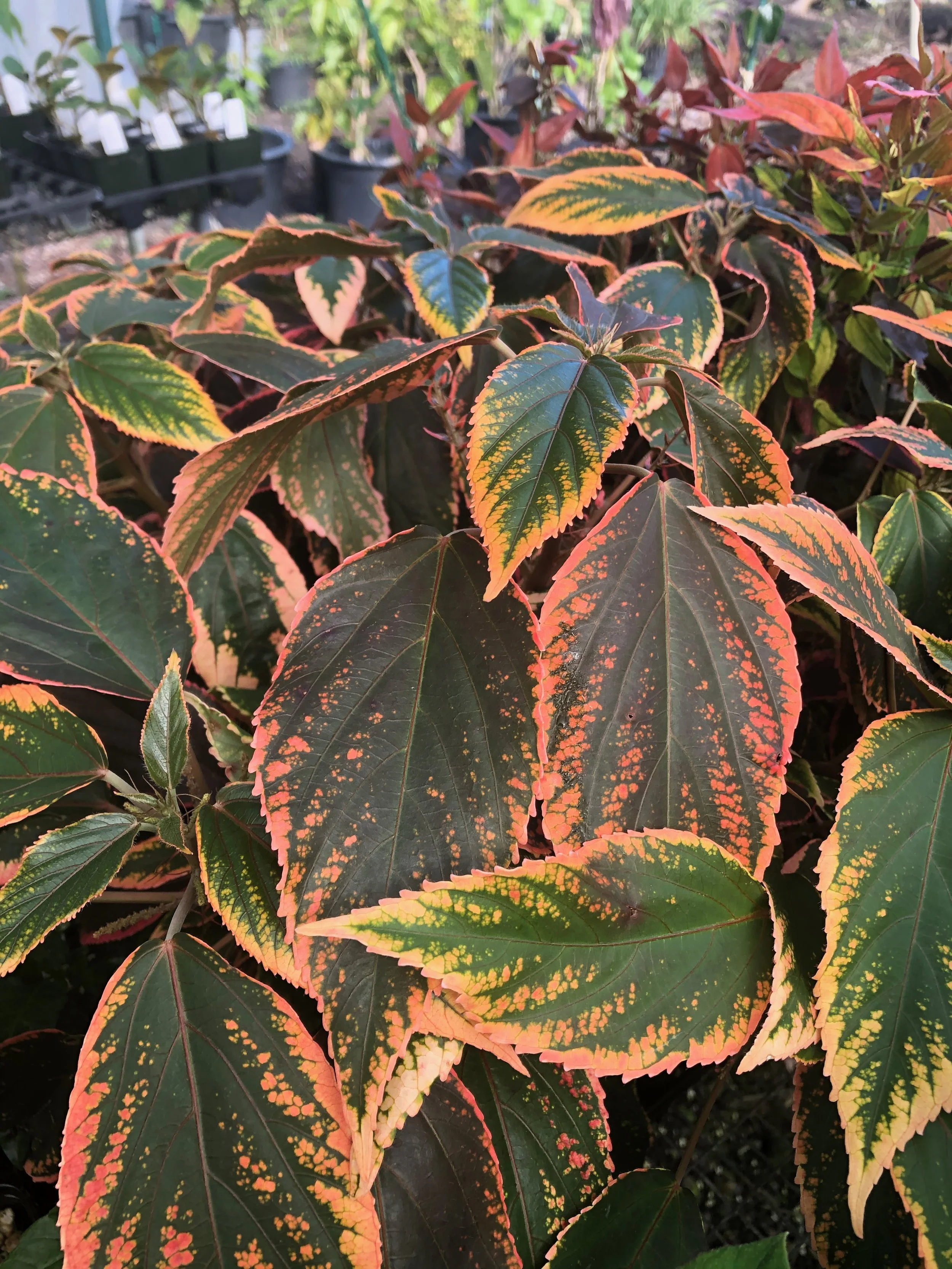 Acalypha obovata 'Bronze' (1).jpeg