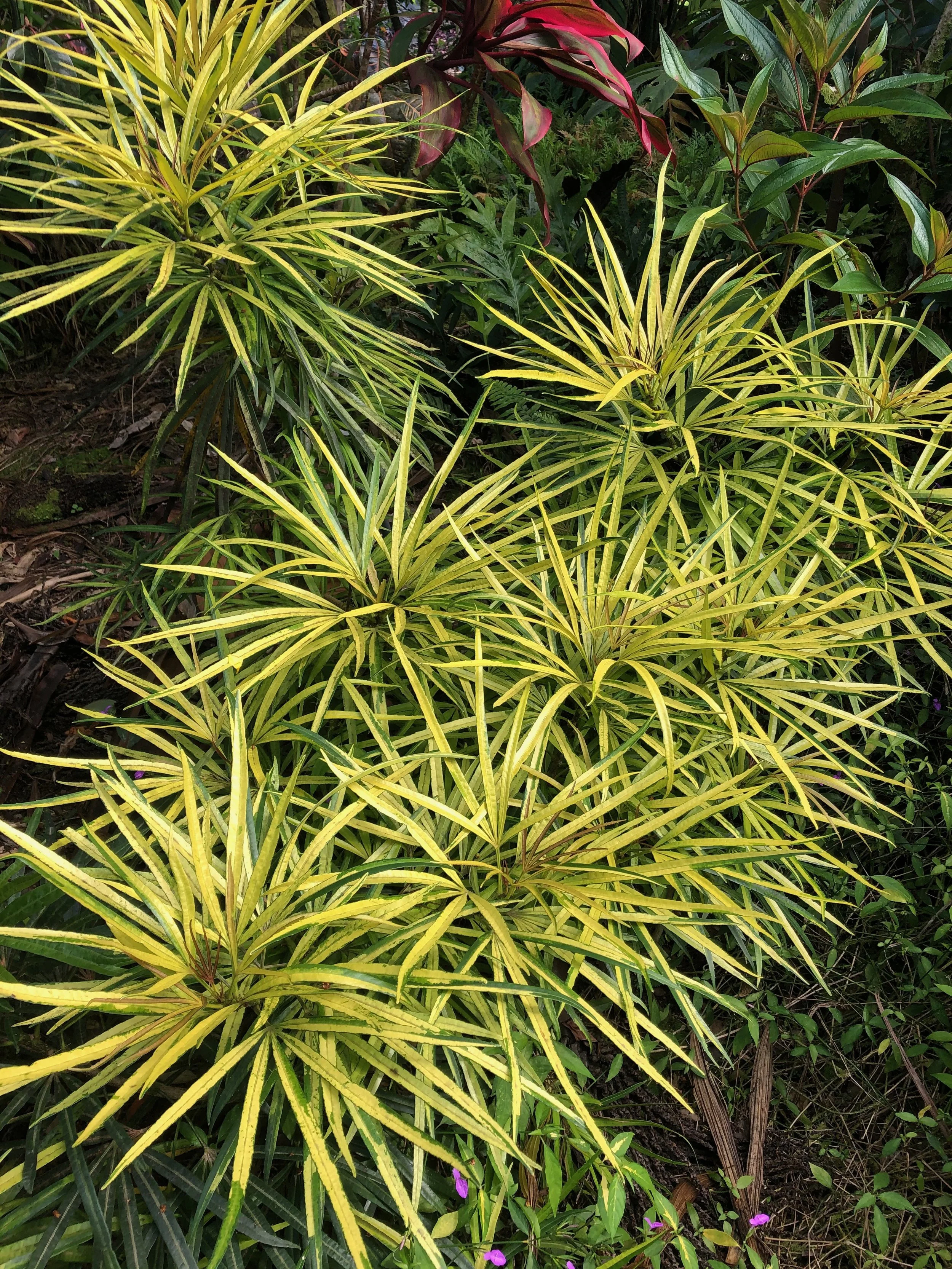 Osmoxylon lineare variegata (1).jpeg