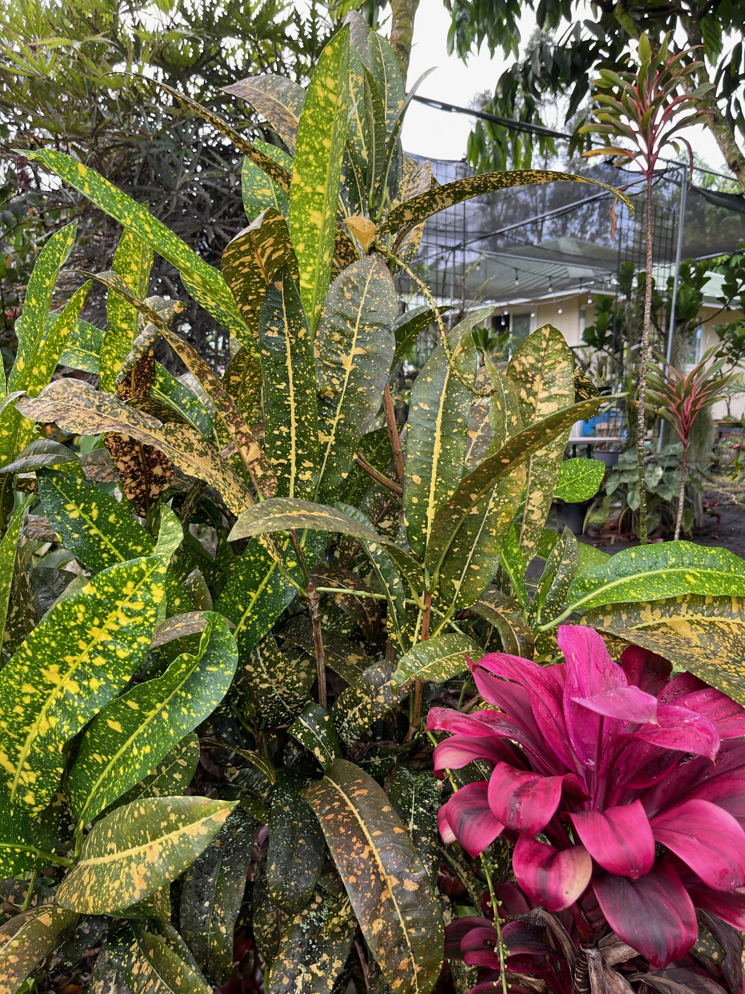 Codiaeum 'Eleanor Fisher' (3).jpeg