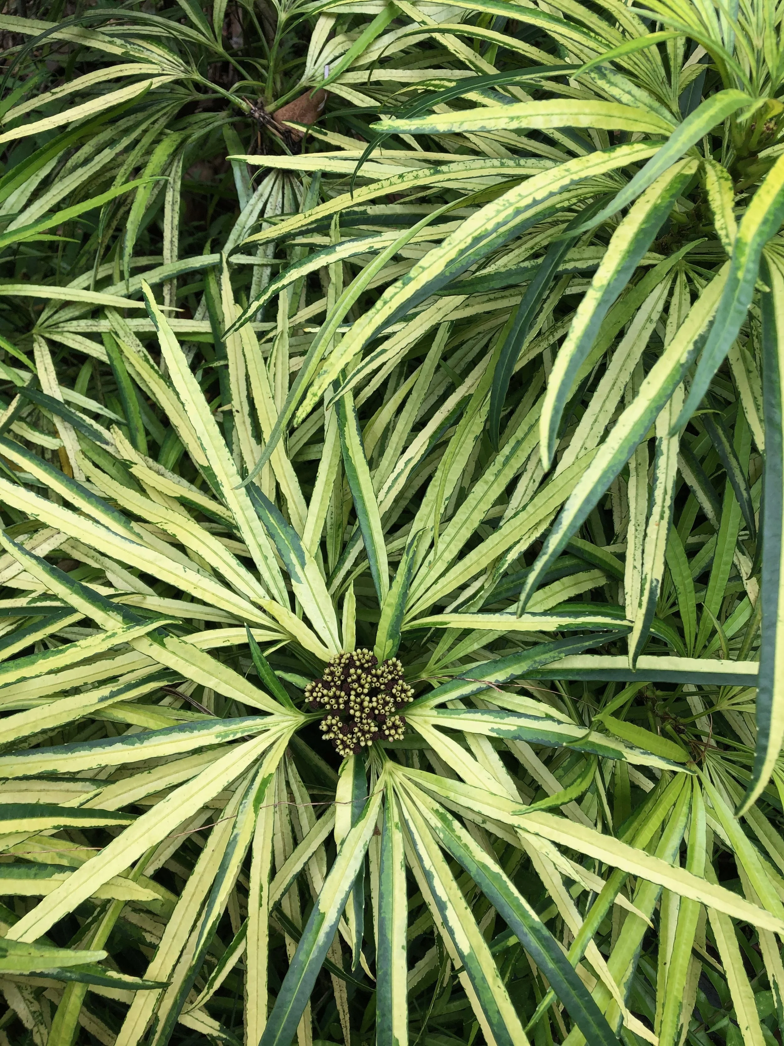 Osmoxylon lineare variegata (4).jpeg