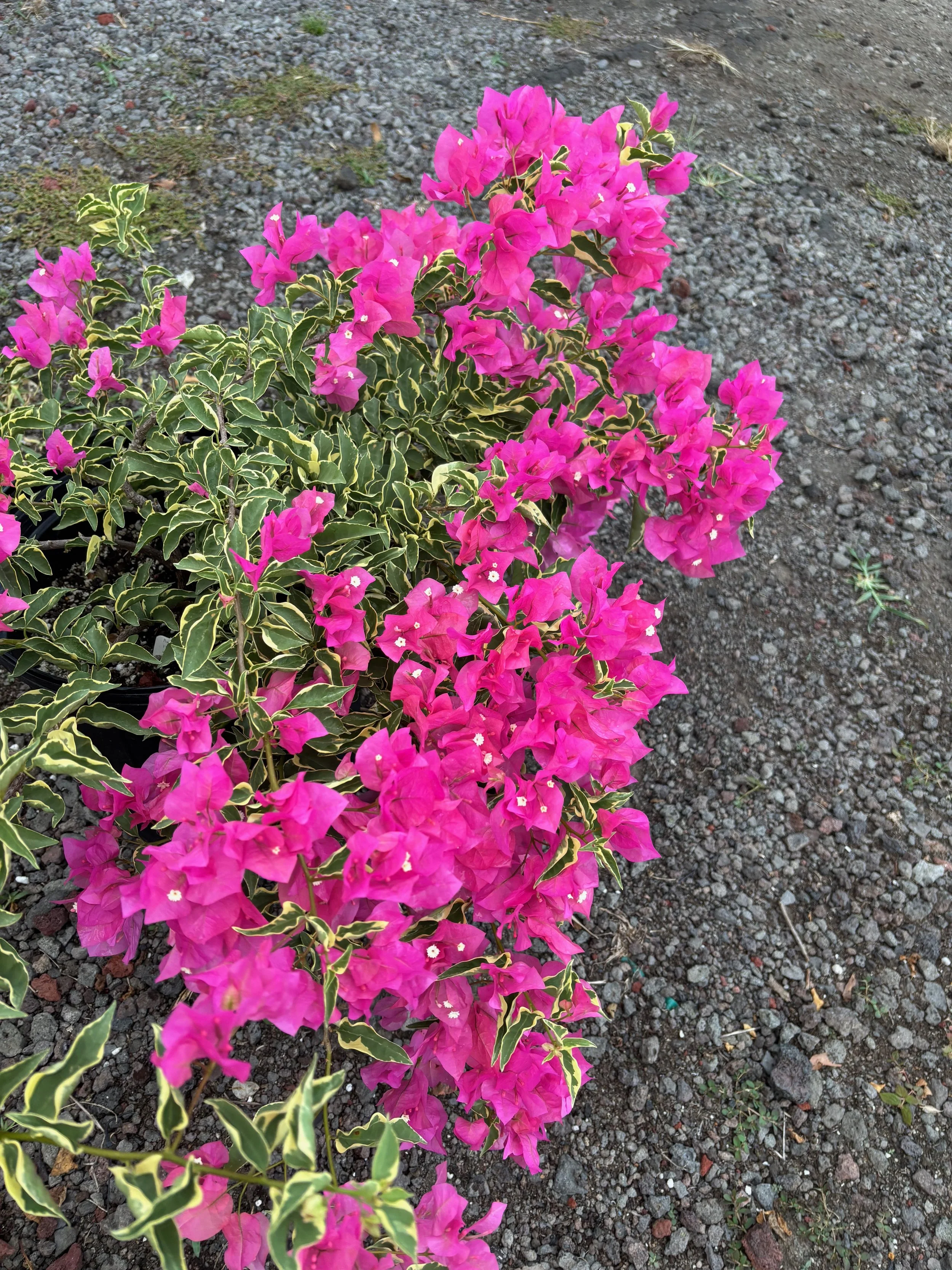 Bougainvillea (Variegated Pink).jpeg