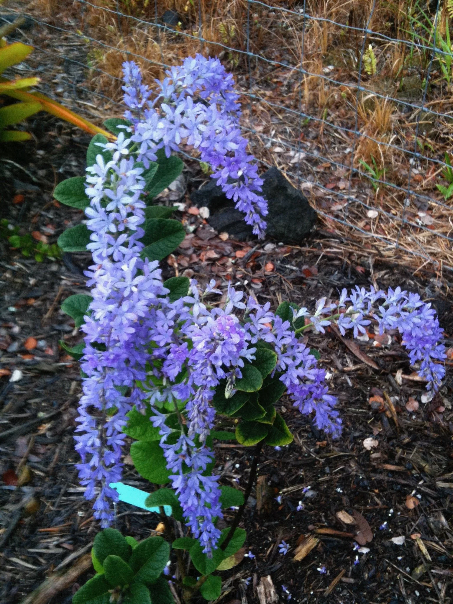 Petrea arborea.jpeg