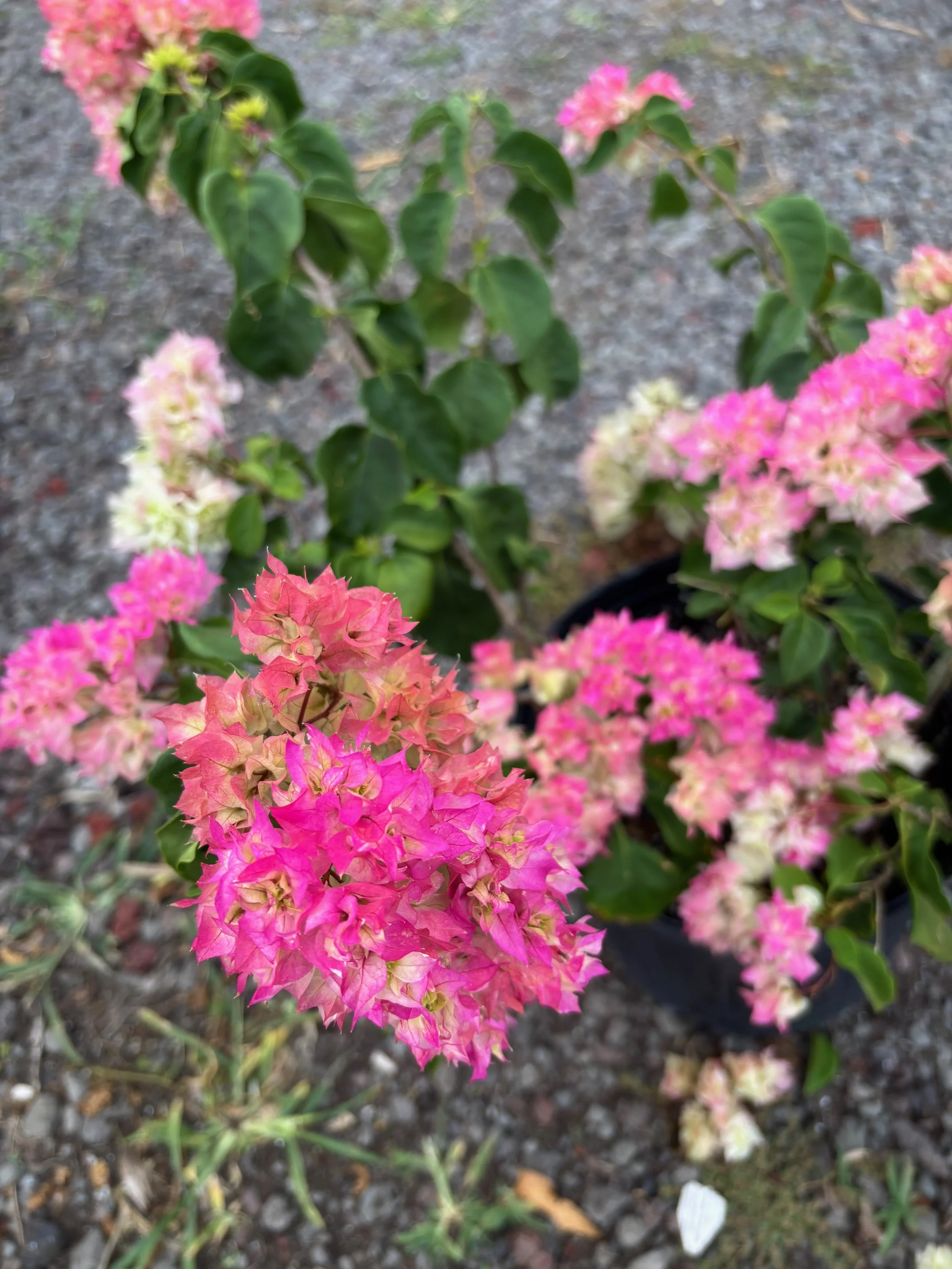 Bougainvillea (Double Pink and White) (1).jpeg