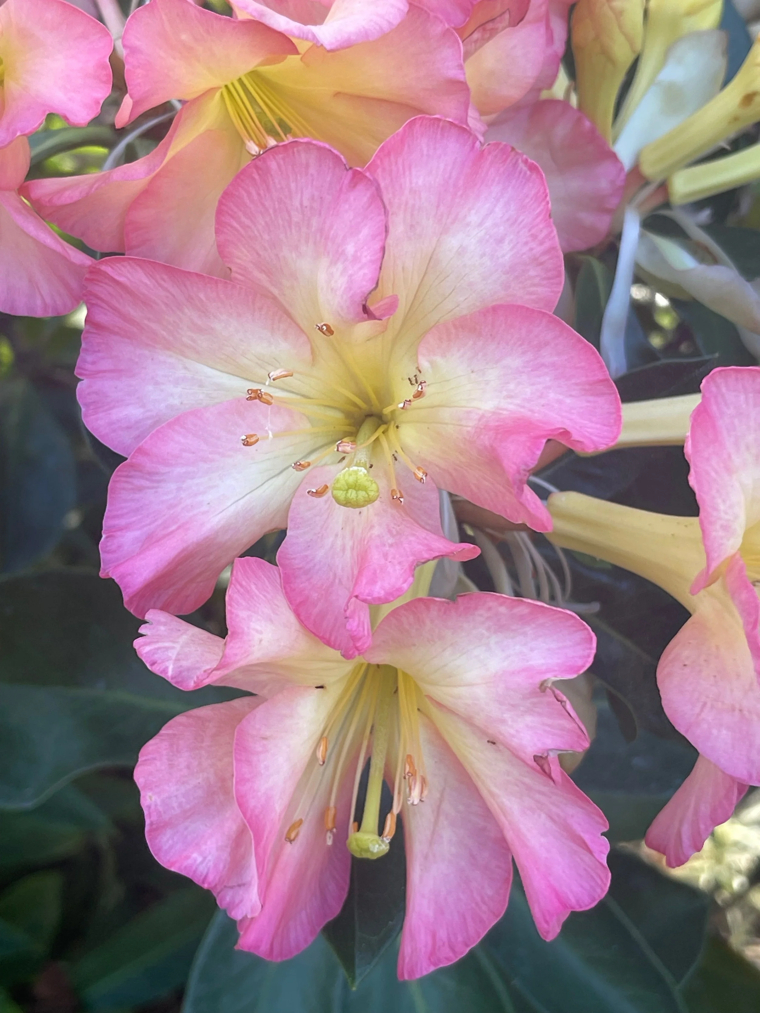 Rhododendron vireya 'New Zealand' (1).jpeg