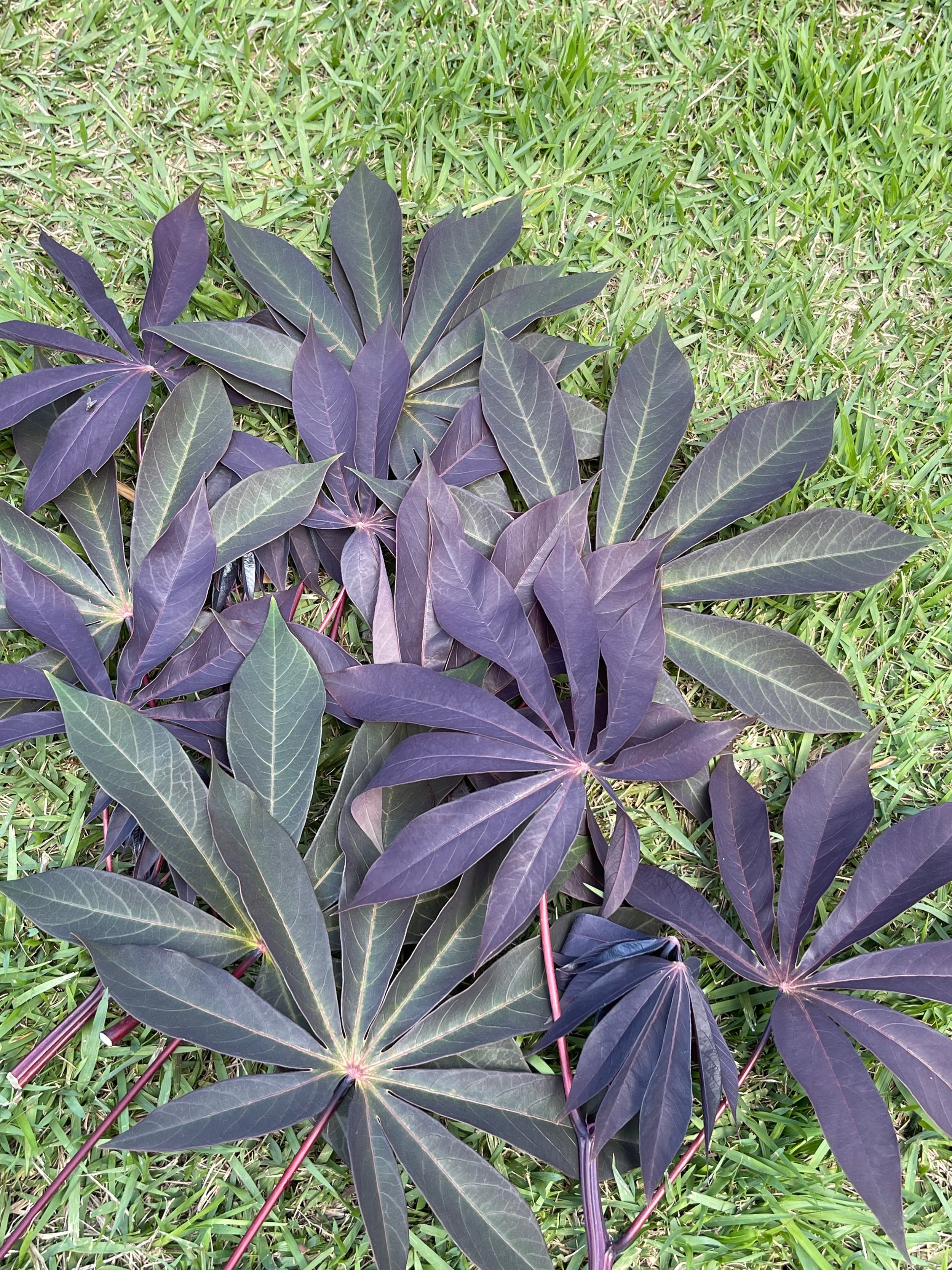Manihut sp. (dark leaf form) (2).jpeg