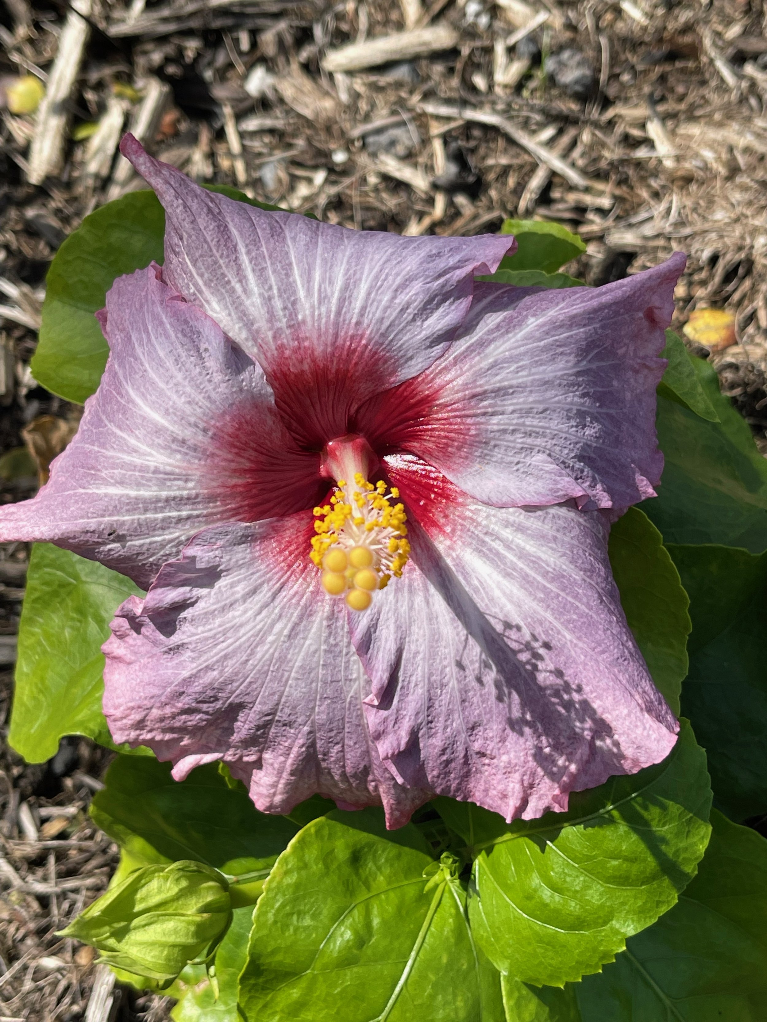 Hibiscus rosa-sinensis 'Groovy Grape' (1).jpeg