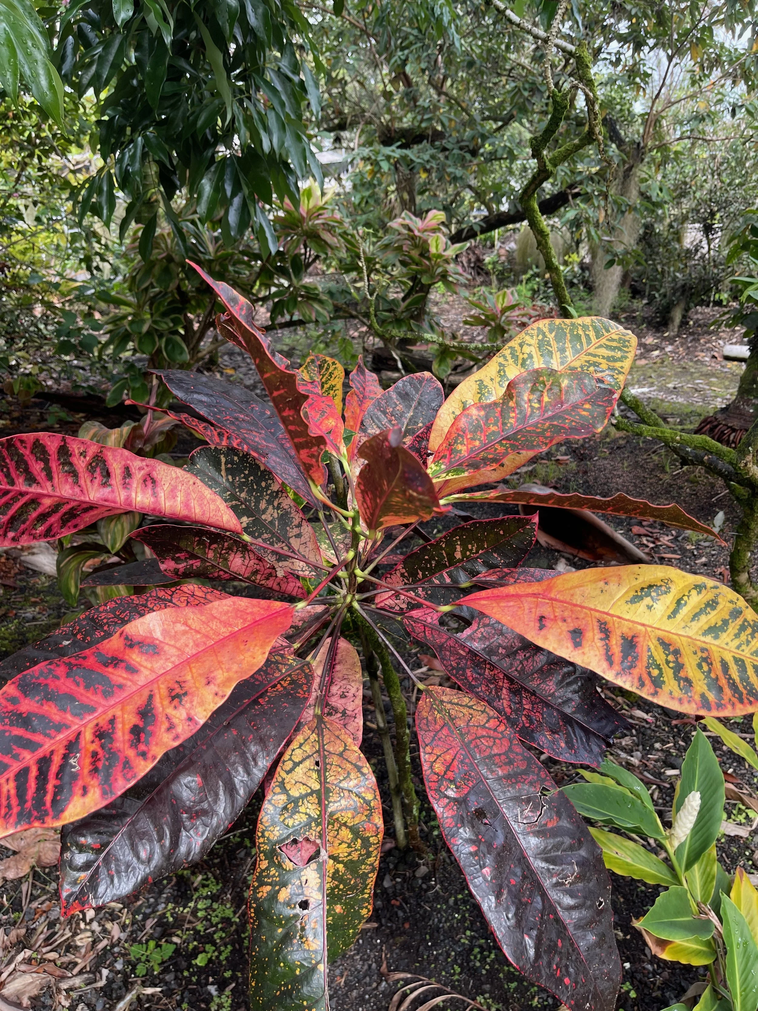 Codiaeum 'Chili Pan' (2).jpeg