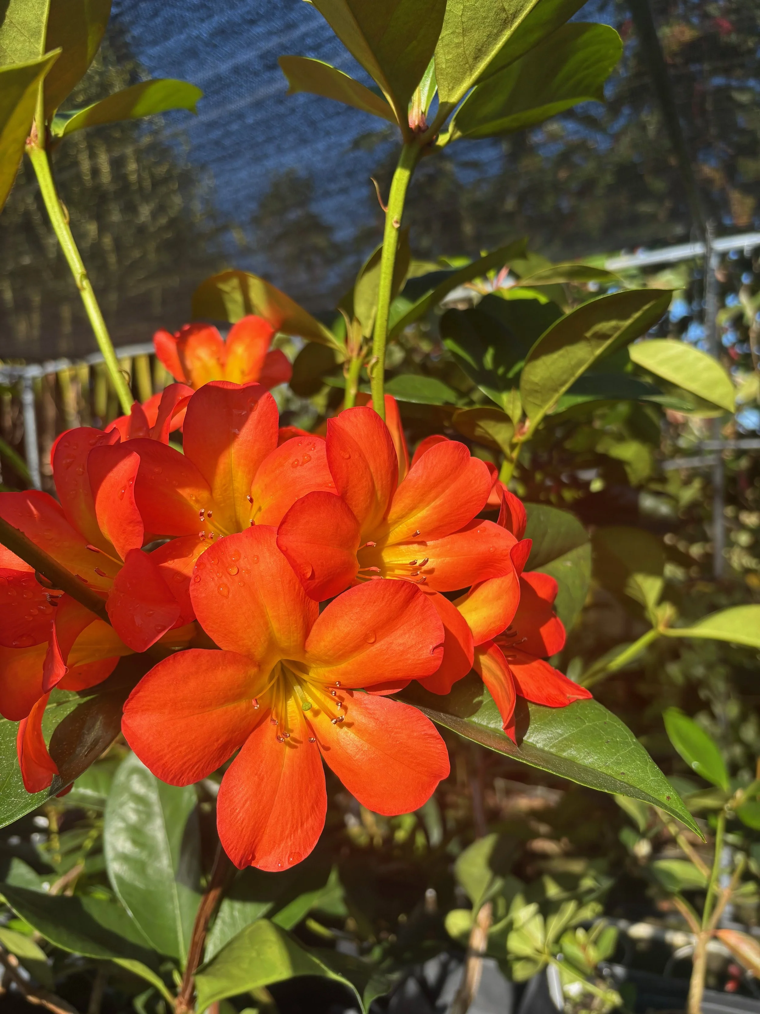 Rhododendron vireya 'Ring of Fire' (3).jpeg