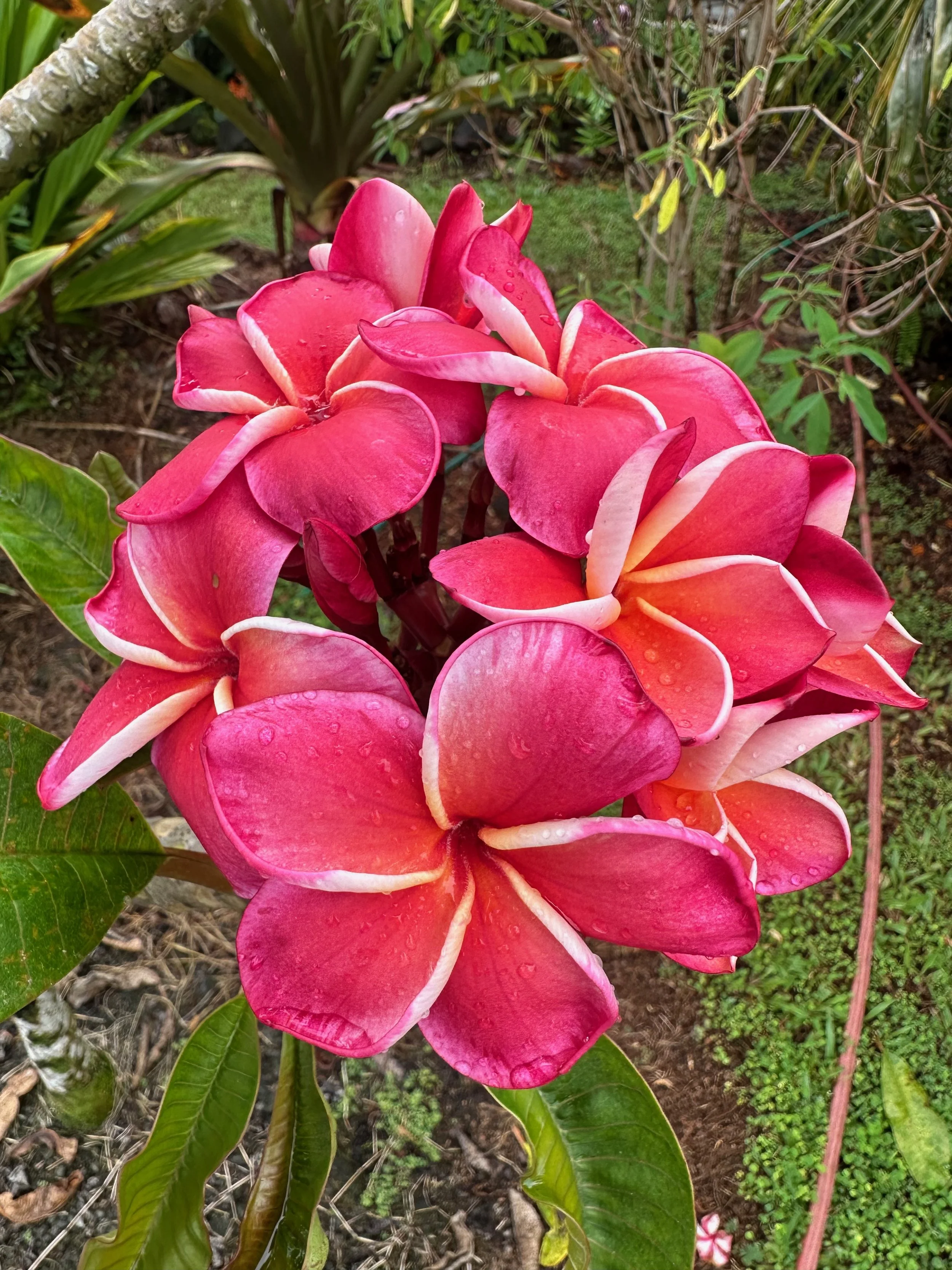Plumeria rubra 'Donald Angus' (5).jpeg