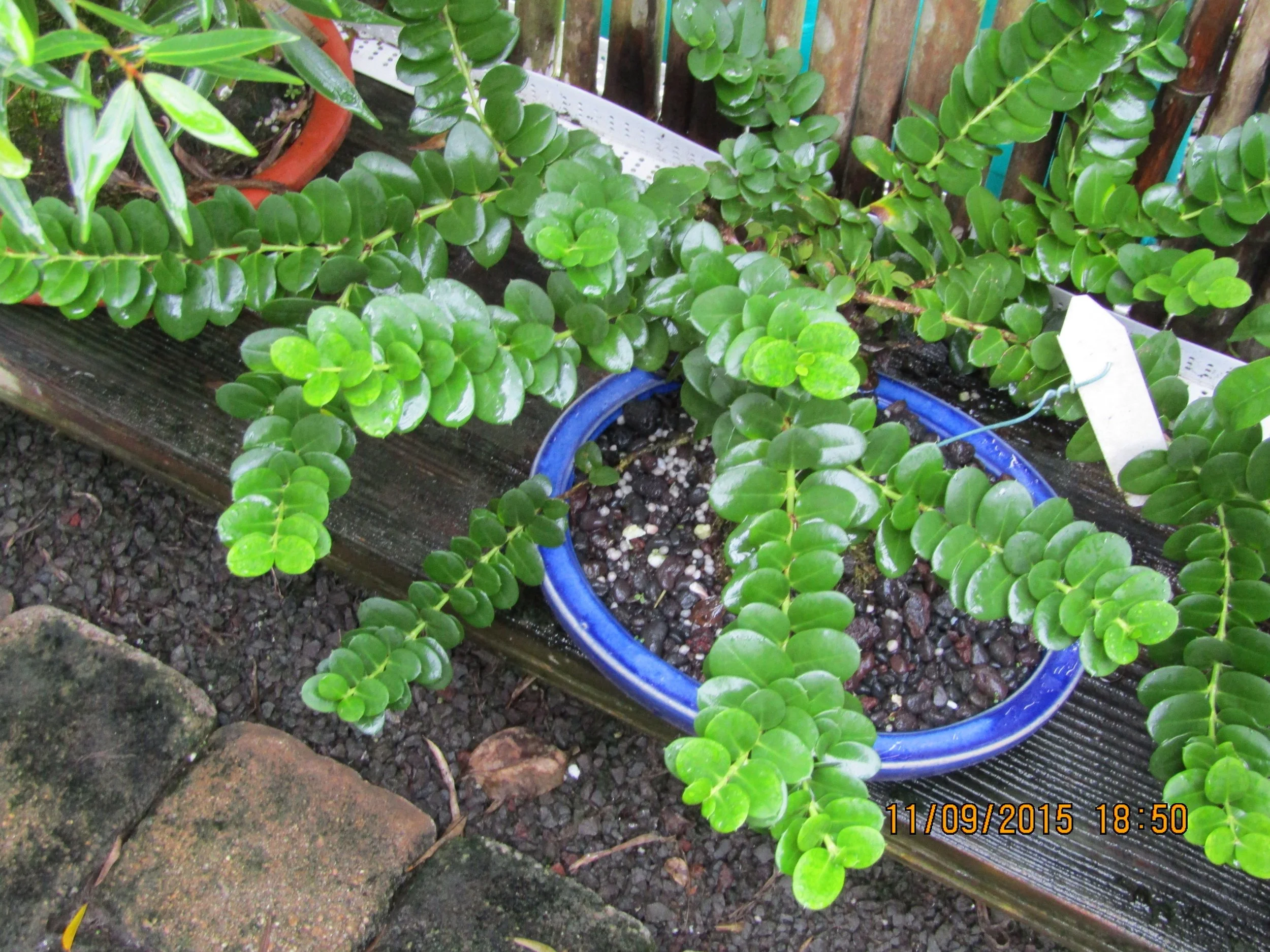Carissa grandiflora ‘Boxwood Beauty’.jpeg