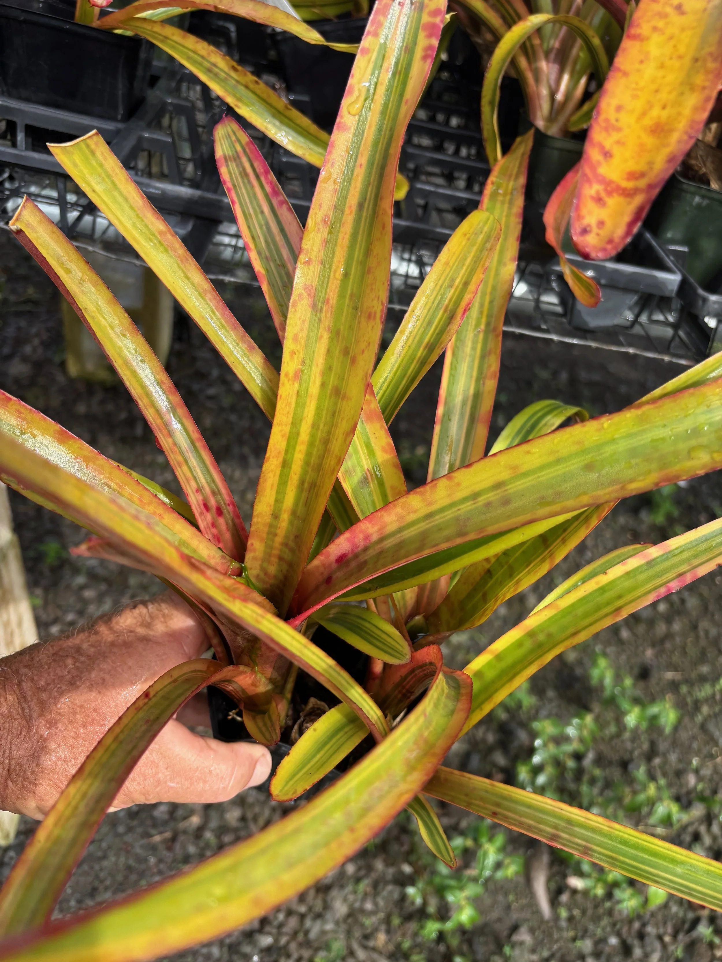 Neoregelia sp. gold var. (1).jpeg