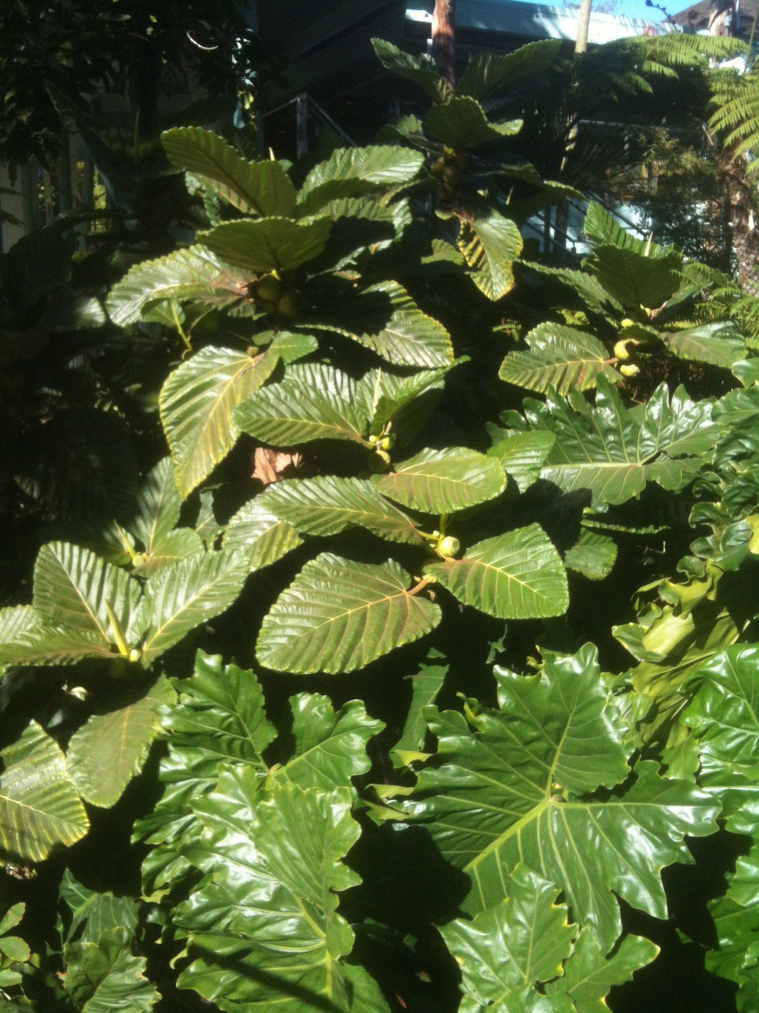 Ficus dammaropsis (2).jpeg