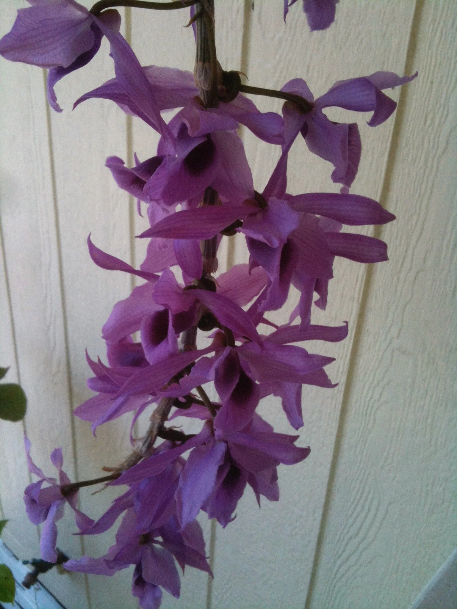 Dendrobium anosmum.jpeg