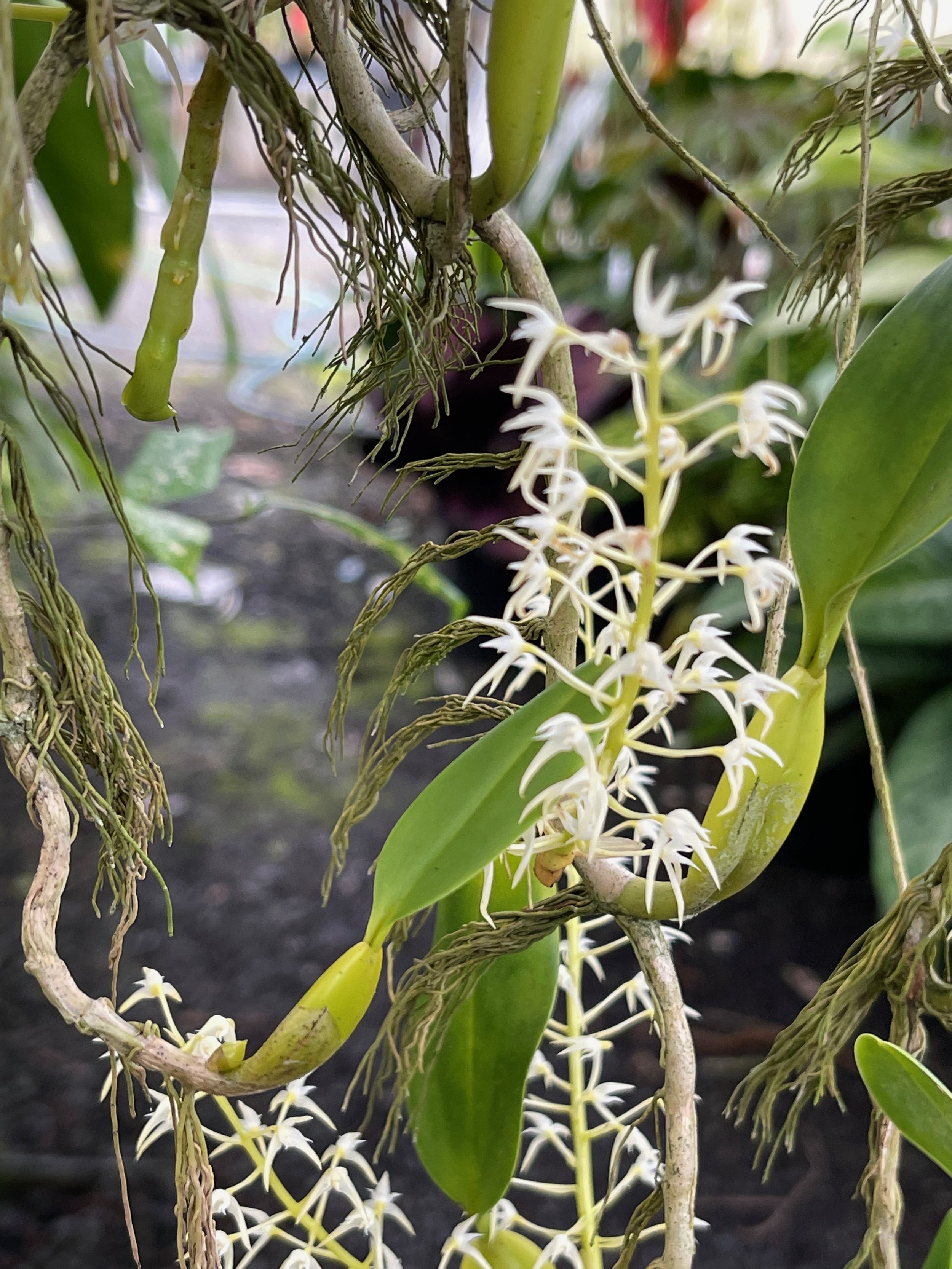 Bulbophyllum laxiflorum (maybe - small white flw) (3).jpeg