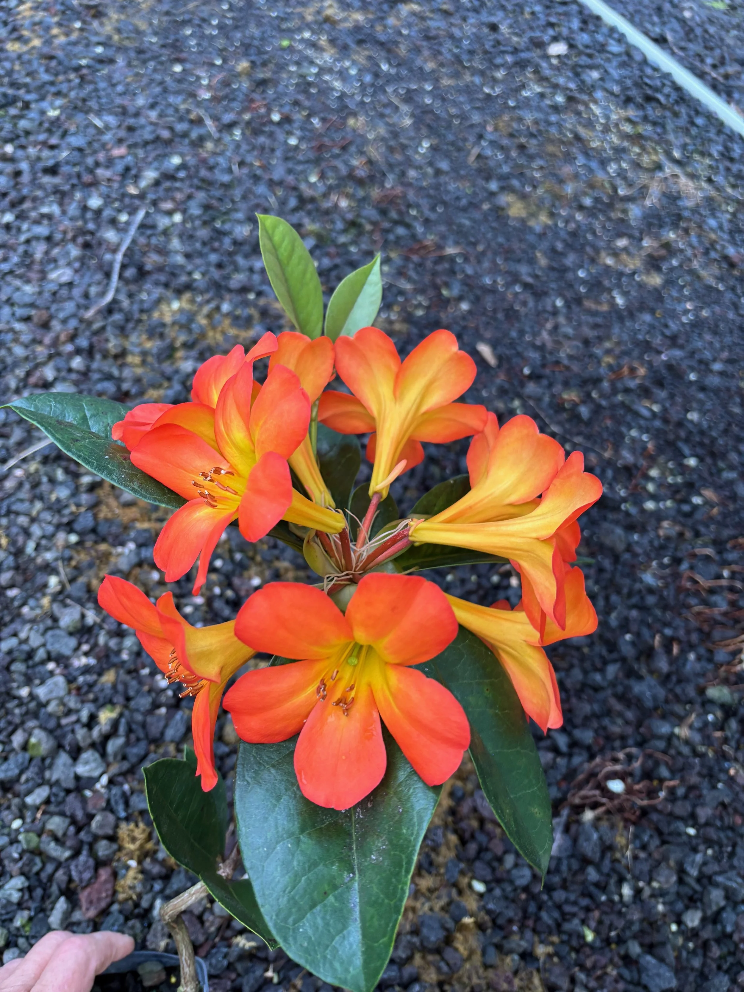 Rhododendron vireya 'Ring of Fire' (5).jpeg