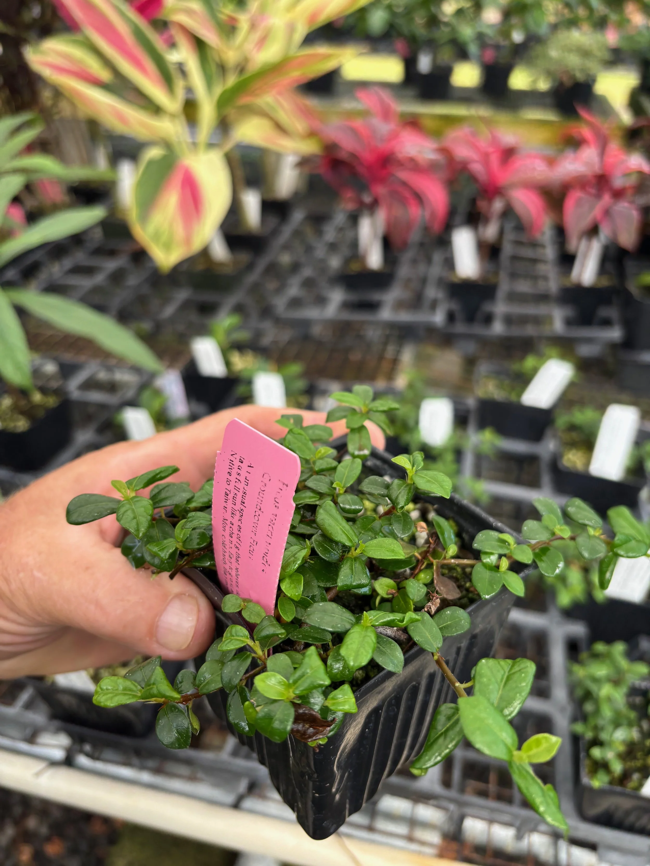 Ficus vaccinioides.jpeg