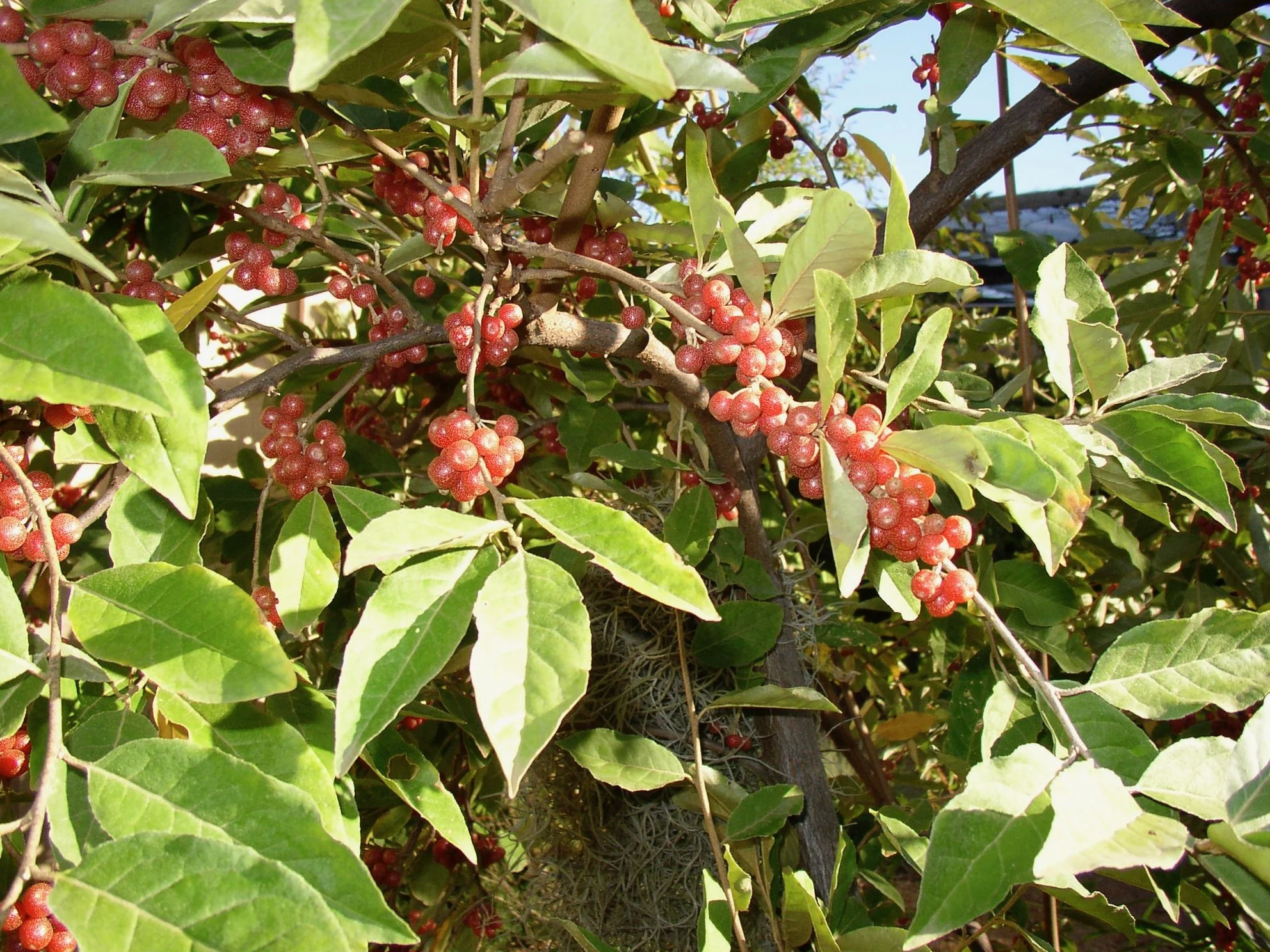 elaeagnus_philippinensis (2).jpeg