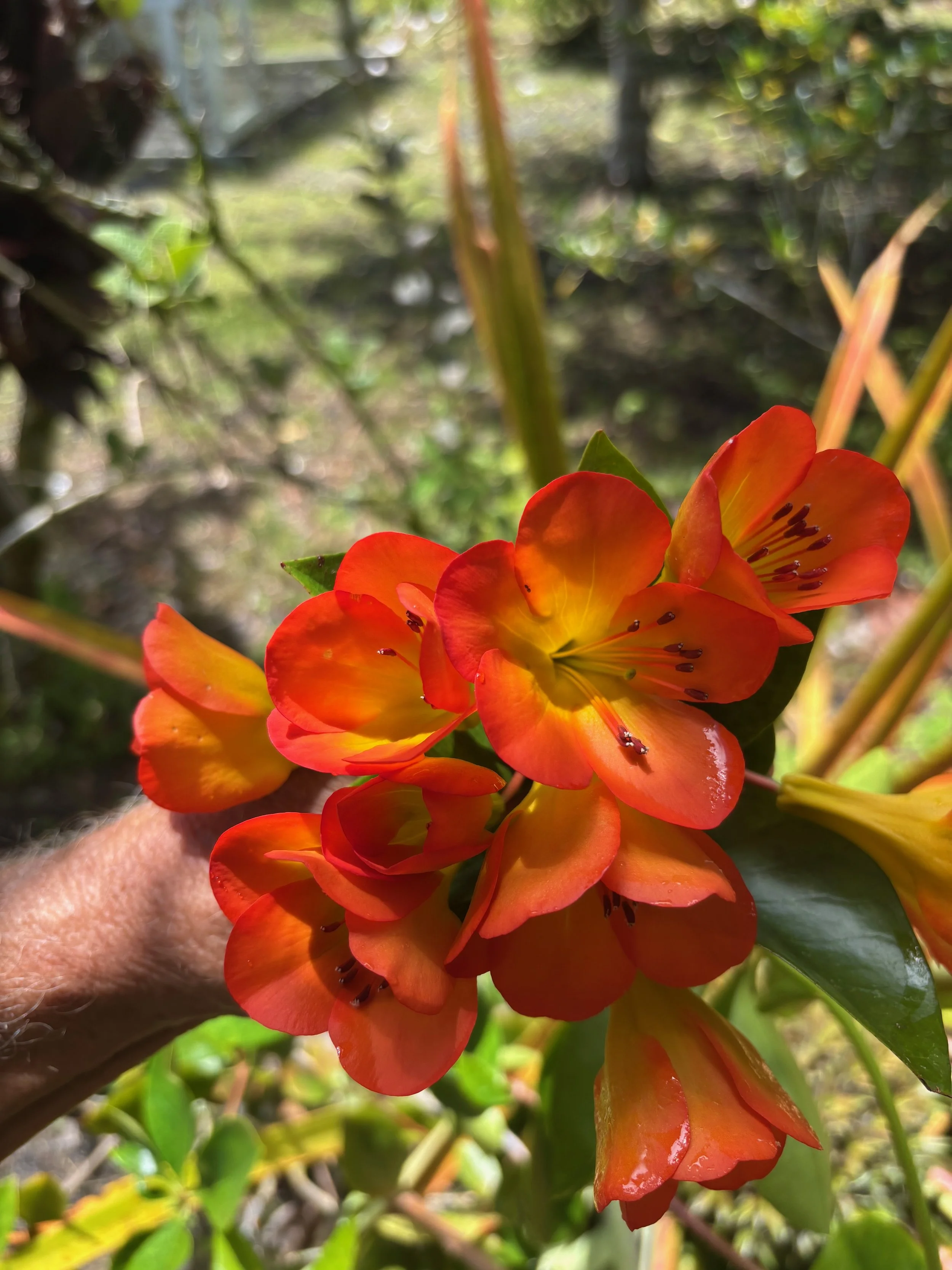 Rhododendron vireya (18) Orange, tall habit (1).jpeg