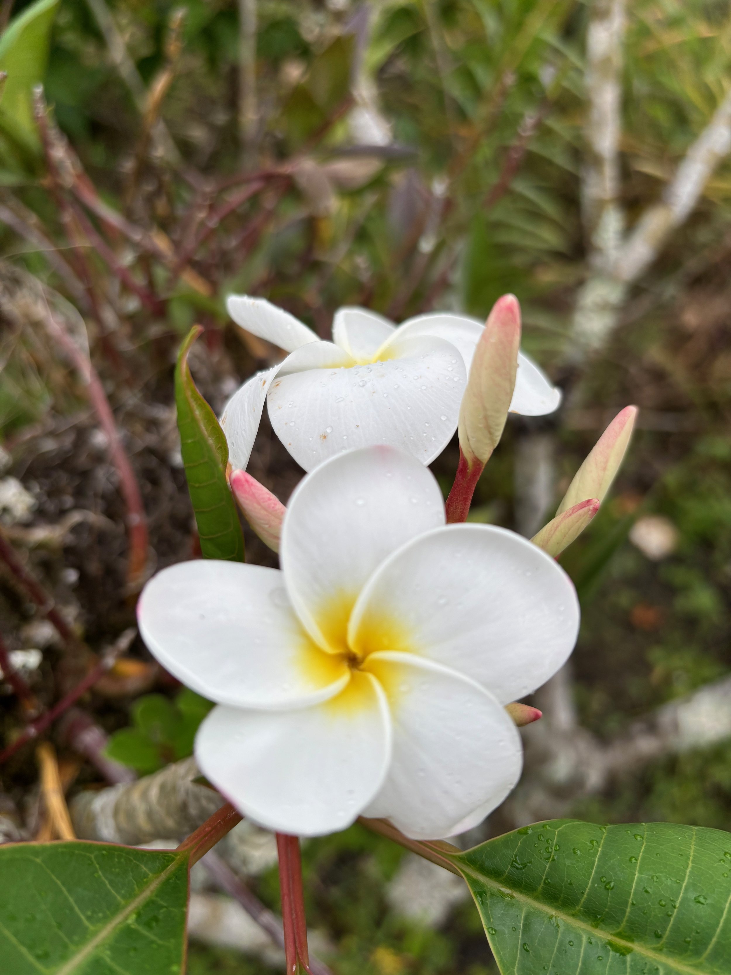 Plumeria rubra 'Samoan Fluff’ - ('Tahitian White') (1).jpeg