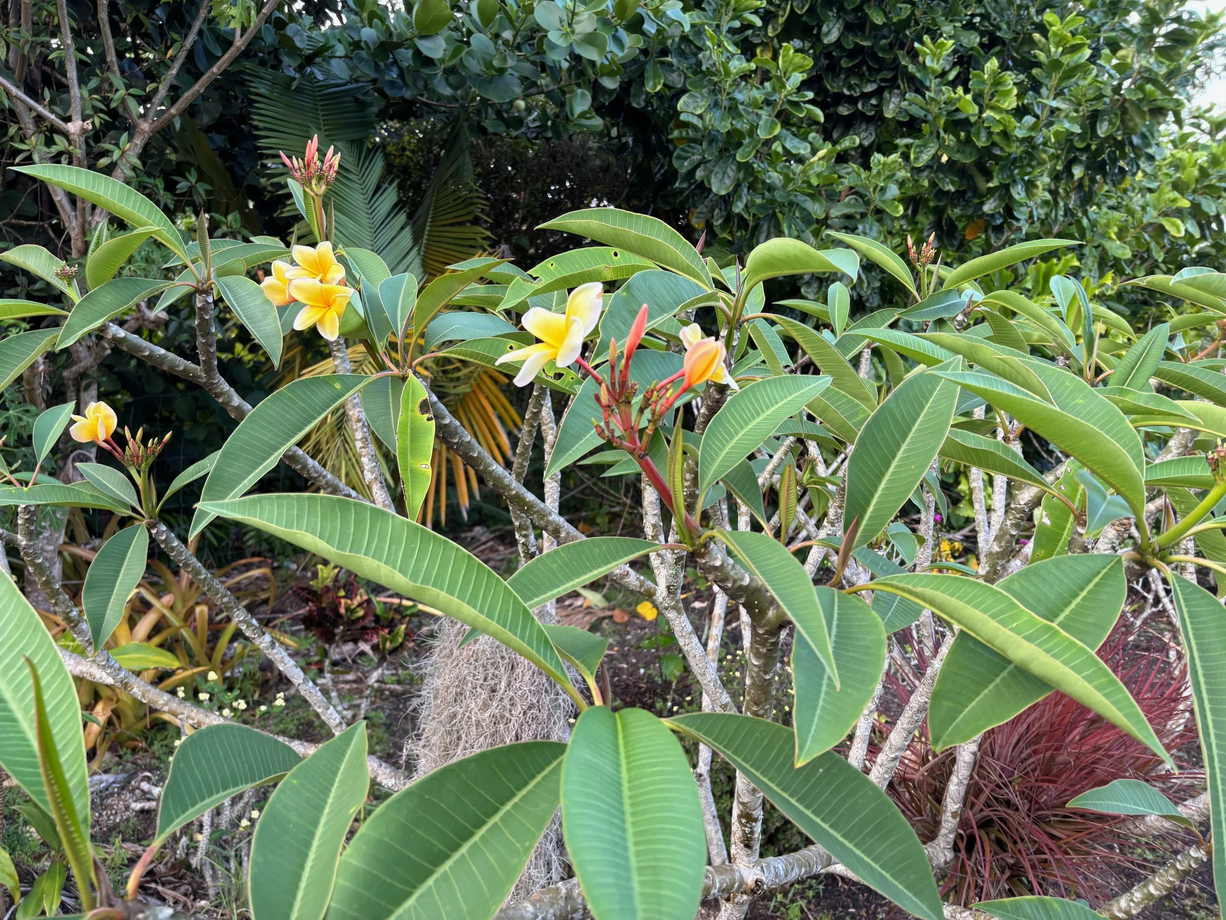 Plumeria rubra 'Aztec Gold’ (2).jpeg