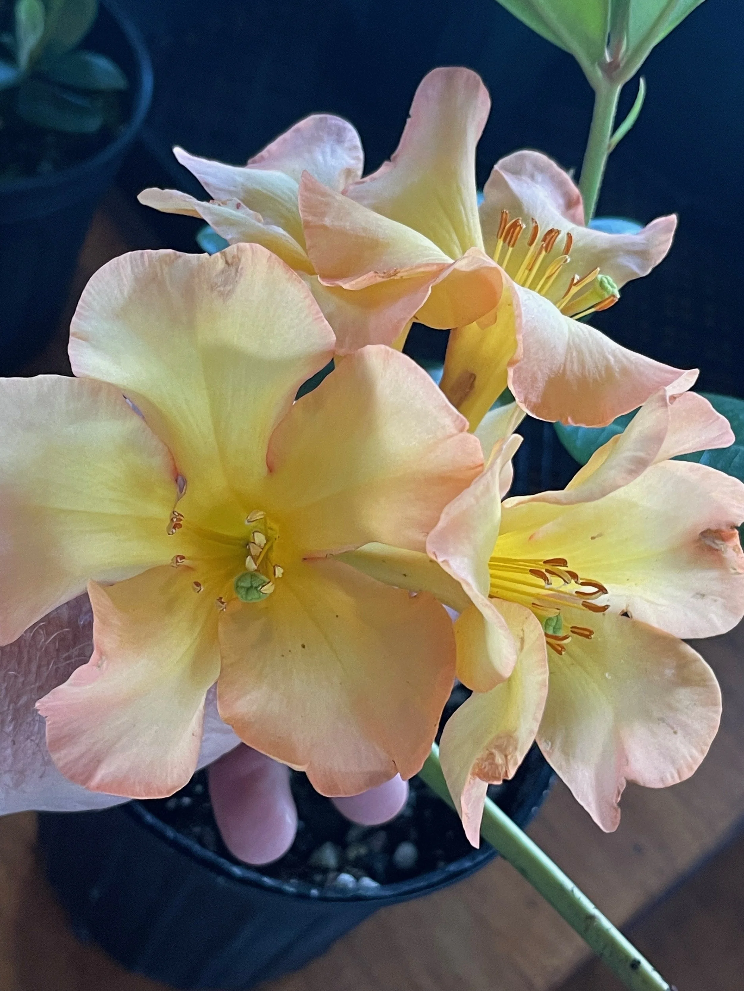 Rhododendron vireya 'Harry Wu' (9).jpeg