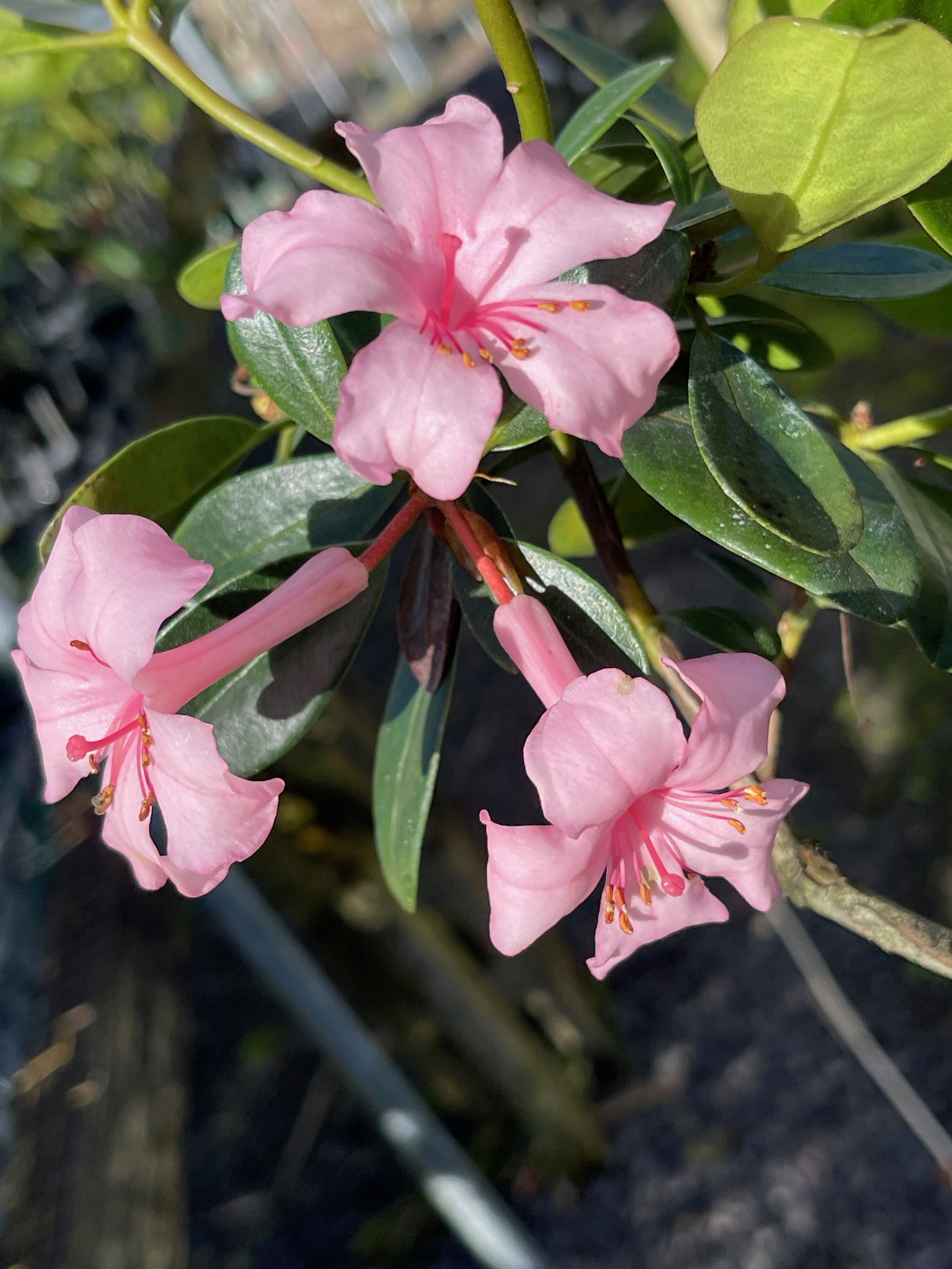 Rhododendron vireya 'First Light'.jpeg