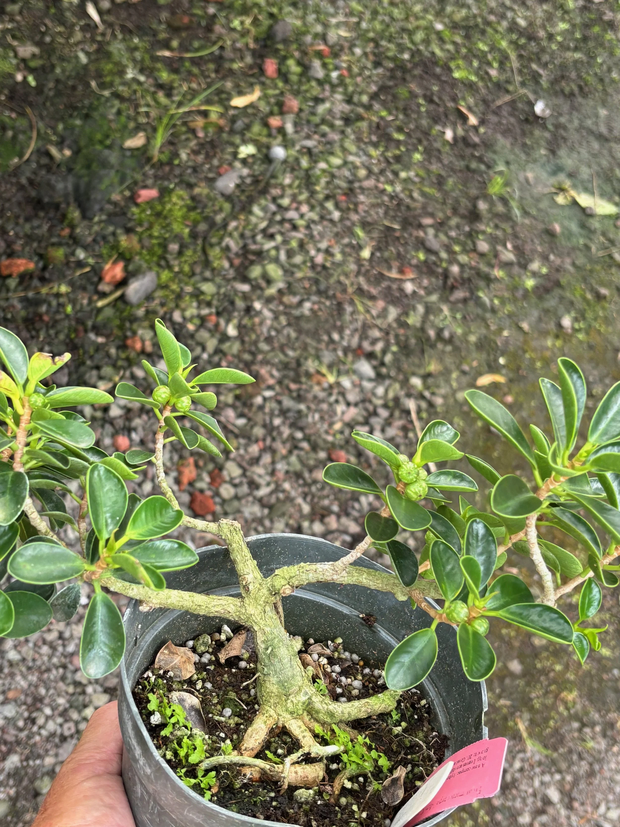 Mini Ficus Ficus microcarpa 'Mini Cupleaf' — Vintage Green Farms with Tom Piergrossi