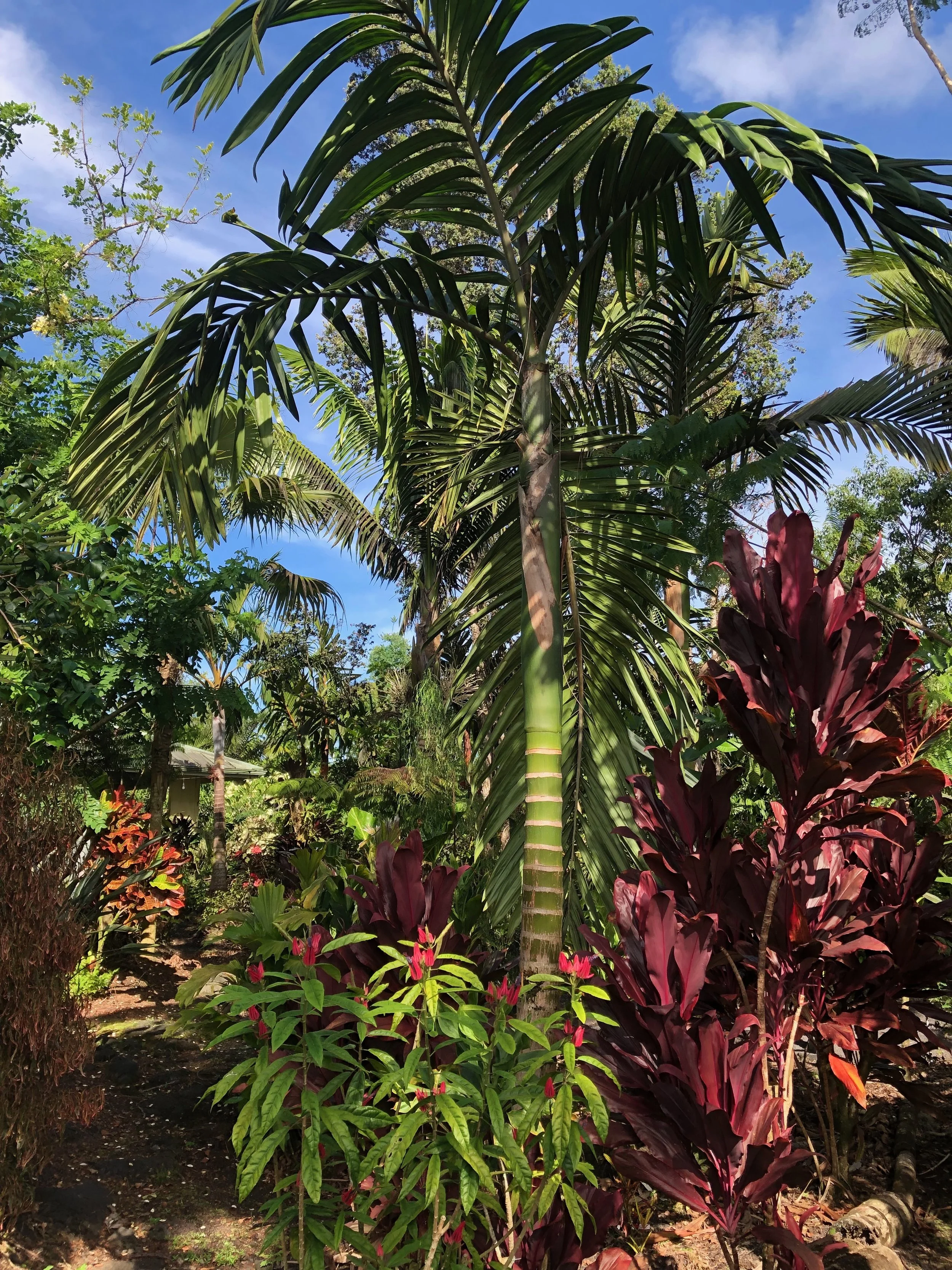Chambreyonia macrocarpa.jpeg