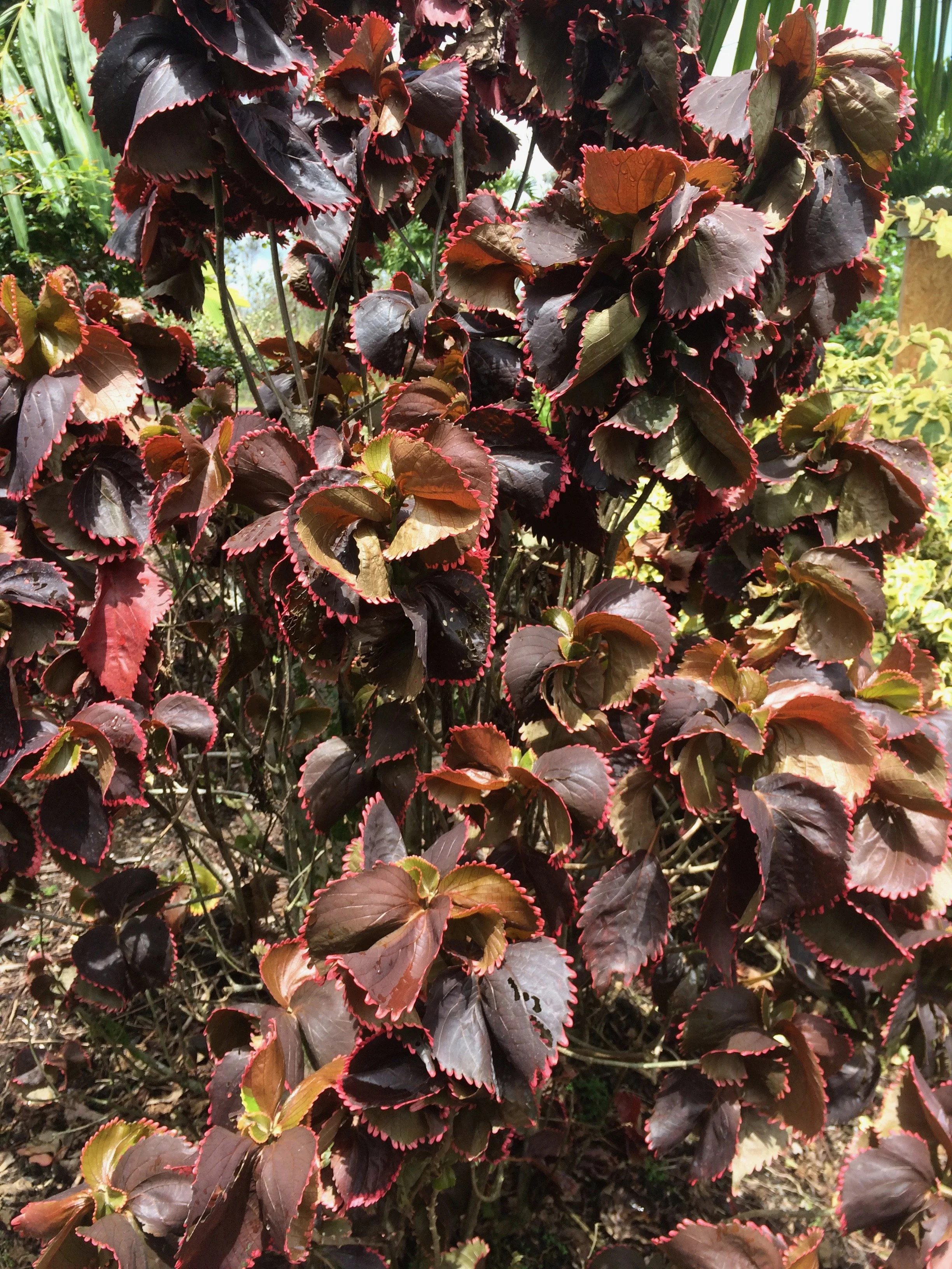 Acalypha wilkesiana 'Ceylon Red' (2).jpeg