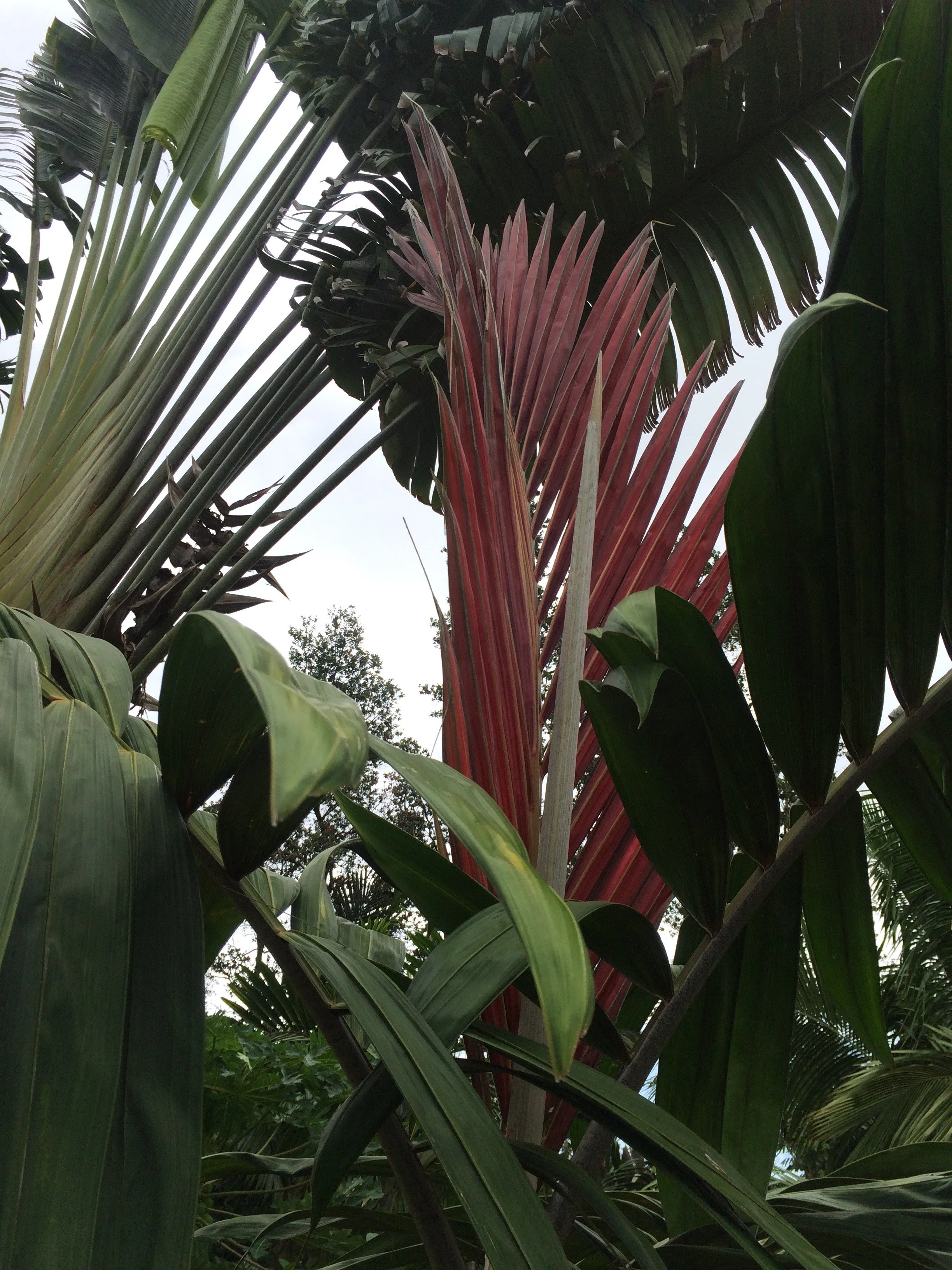 Chambreyonia macrocarpa (4).jpeg