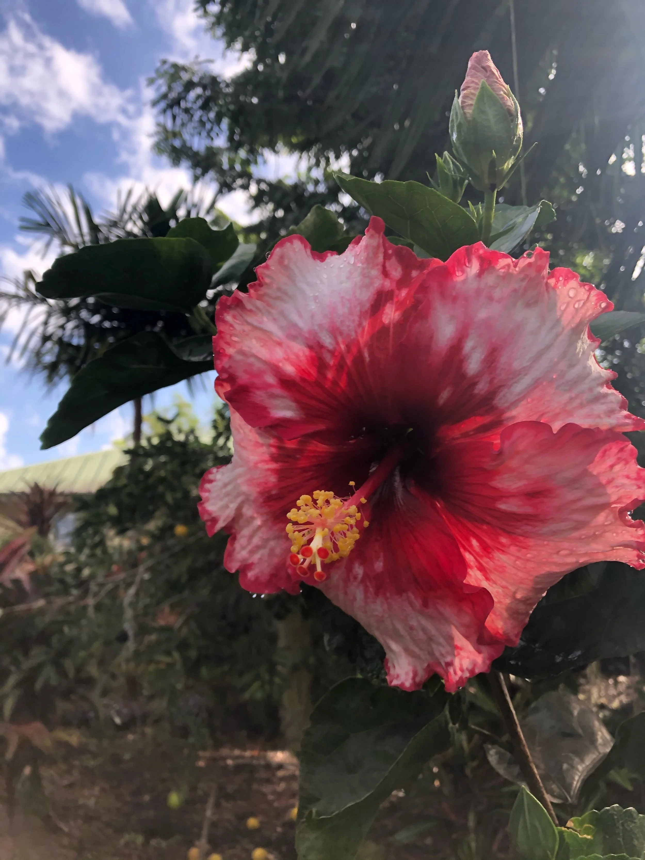 Hibiscus rosa-sinensis 'Corazon' (2).jpeg