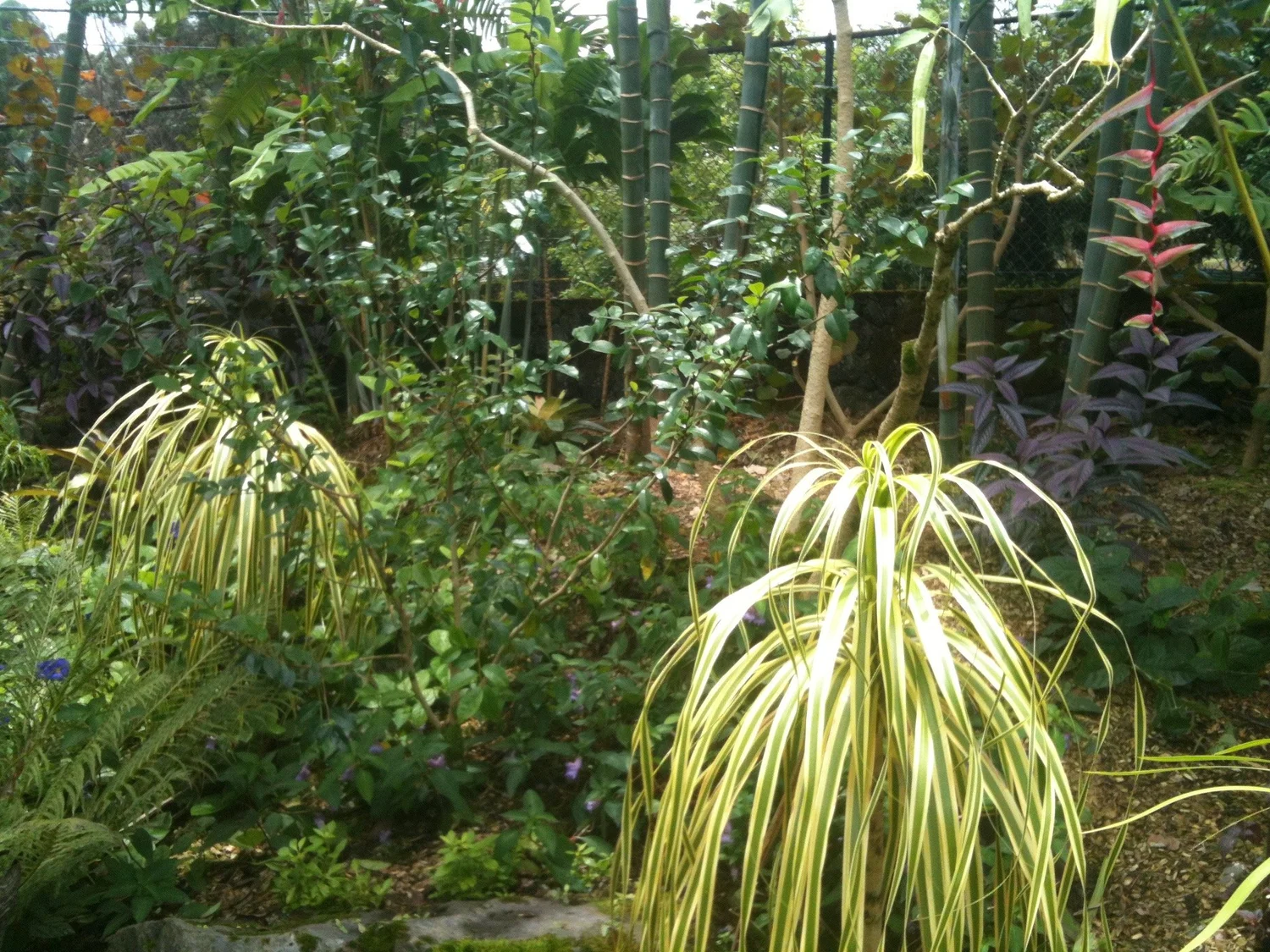Beaucarnea recurvifolia variegata (Syn.- Nolina recurvifolia)  Vintage  Green Farms with Tom Piergrossi